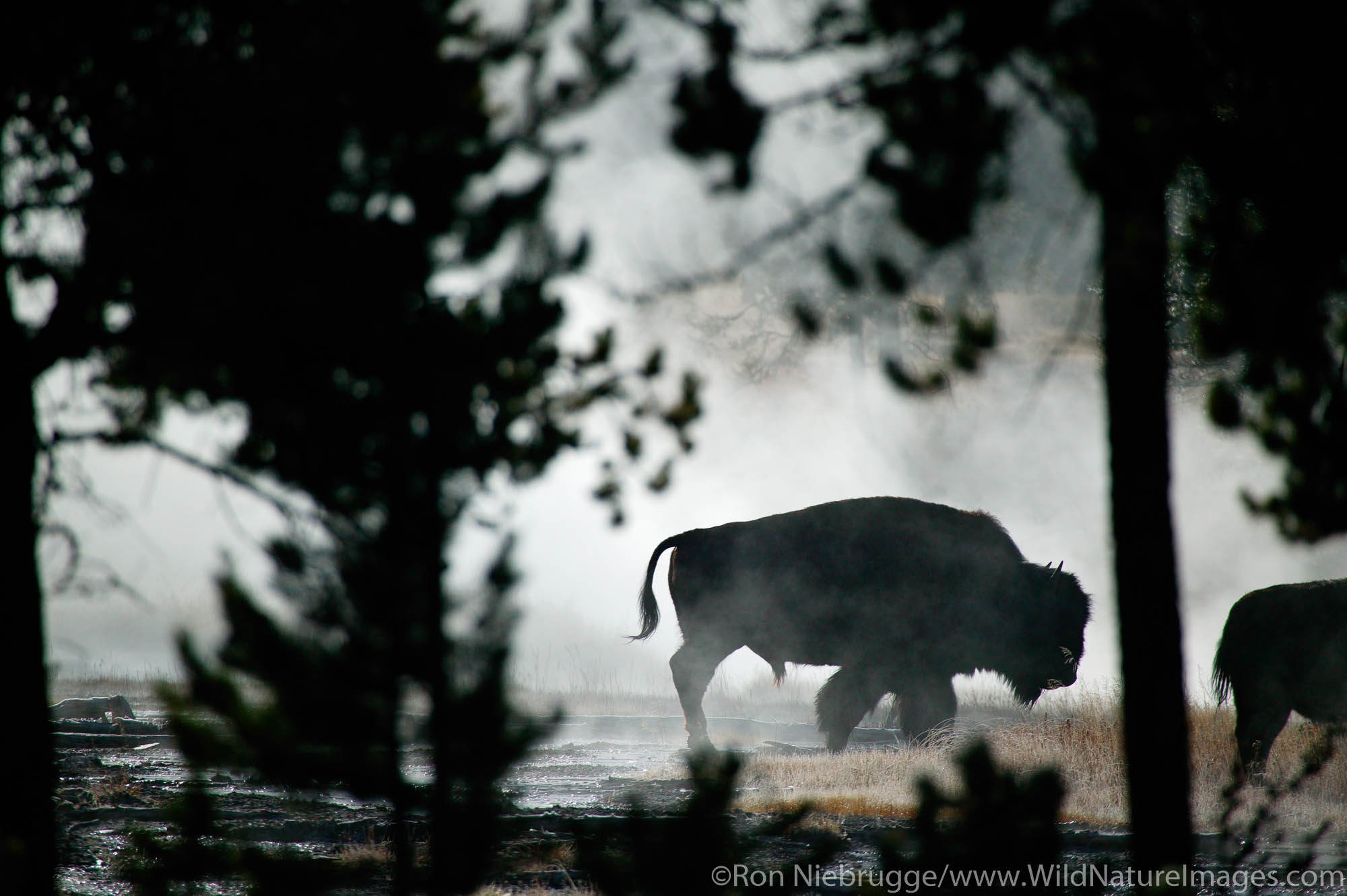 Bison in steam, Yellowstone National Park, Wyoming.