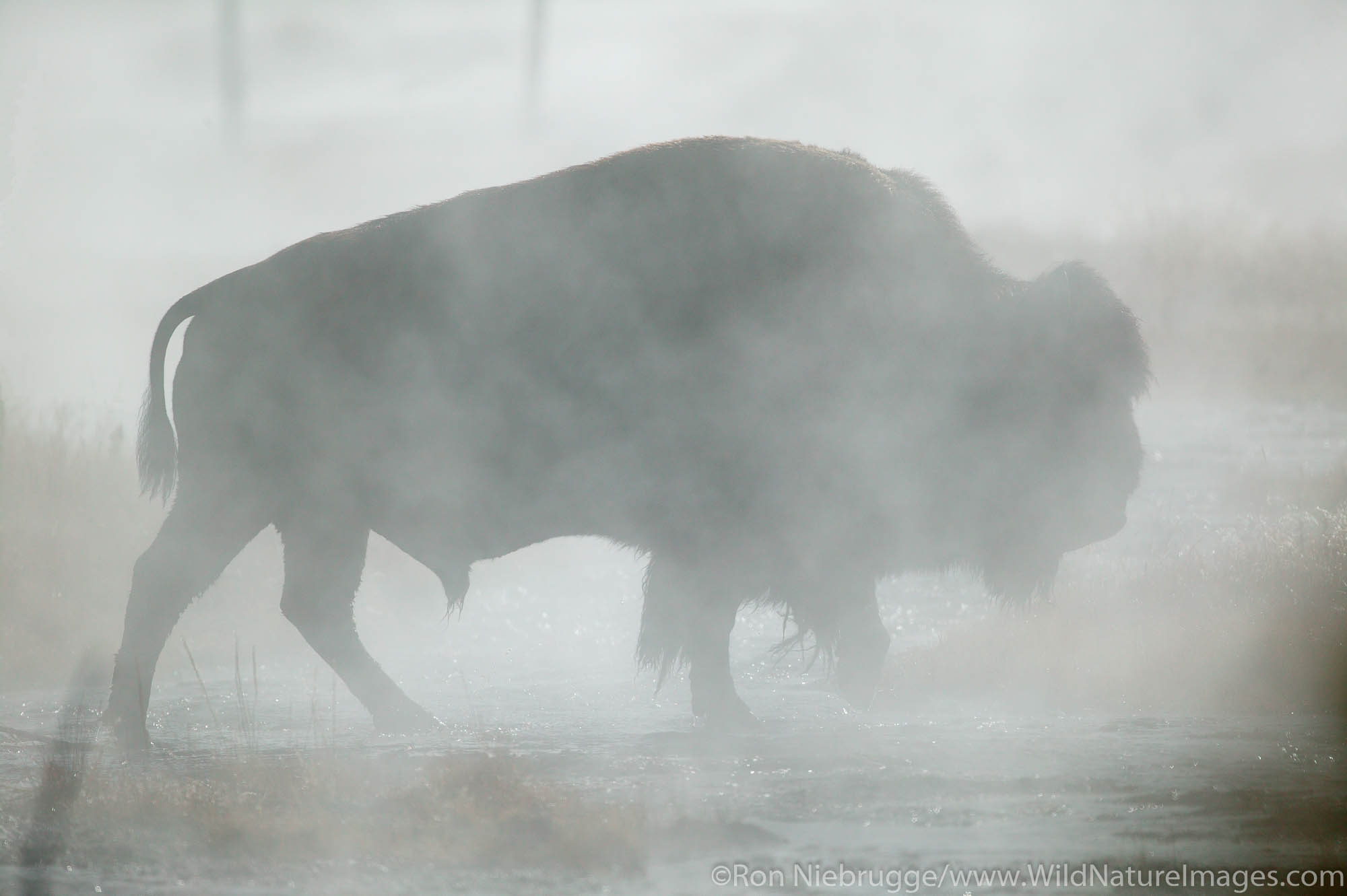Bison in steam, Yellowstone National Park, Wyoming.