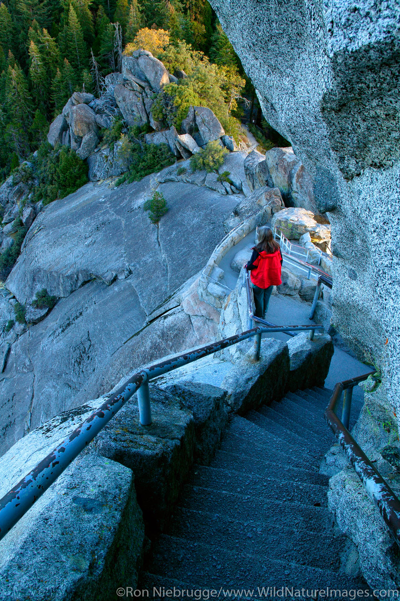 Visitor (MR) climbs Moro Rock, Sequoia National Park, California.  Model Release.