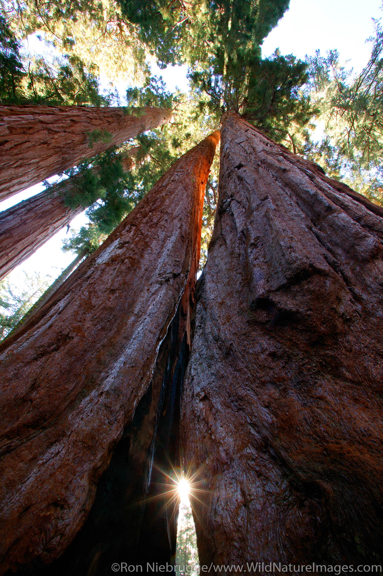 The giant Sequoia trees in Sequoia National Park, California.