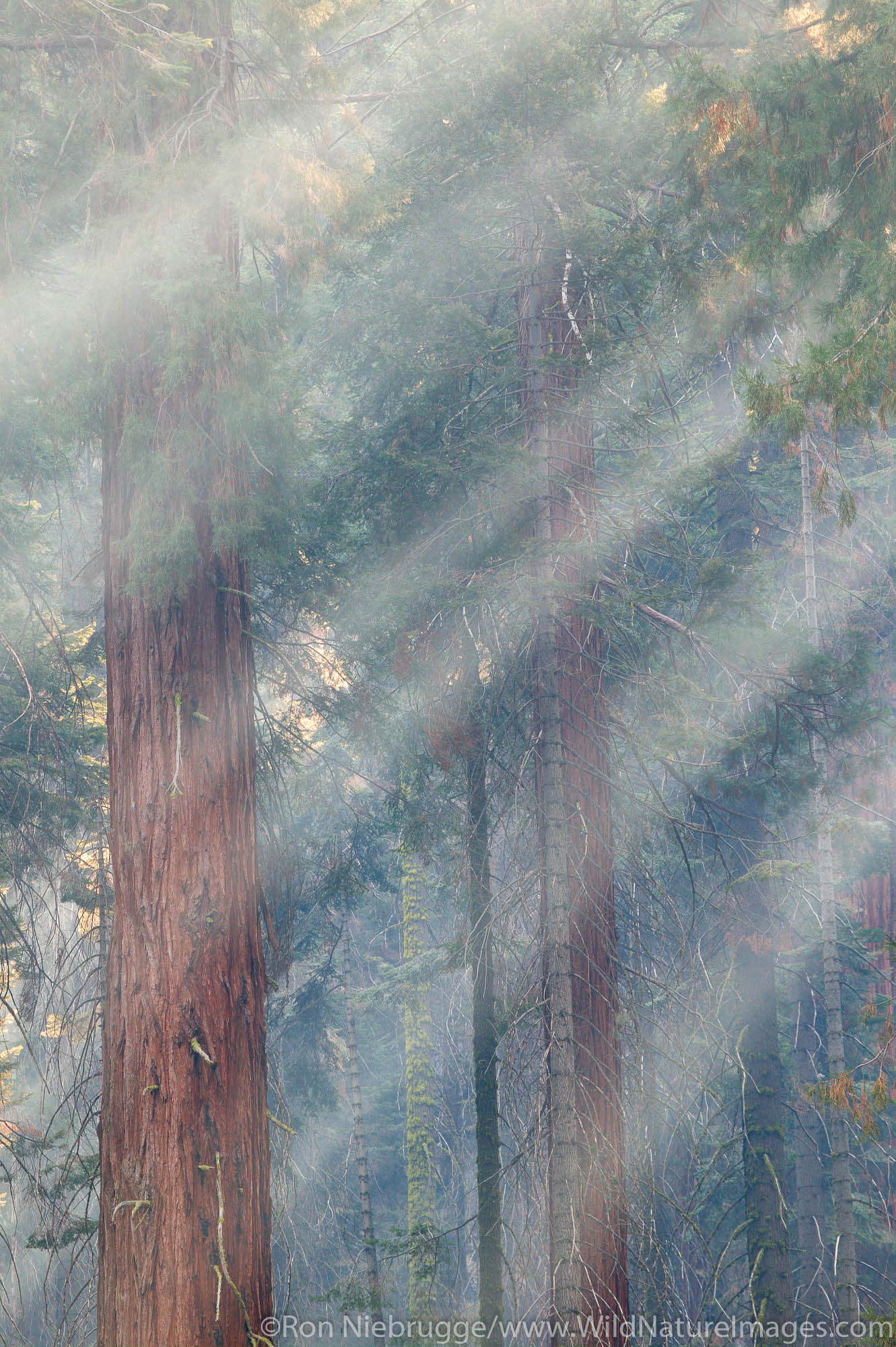 The giant Sequoia trees in Sequoia National Park, California.