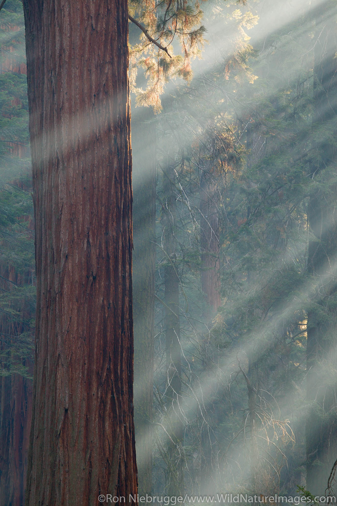 The giant Sequoia trees in Sequoia National Park, California.