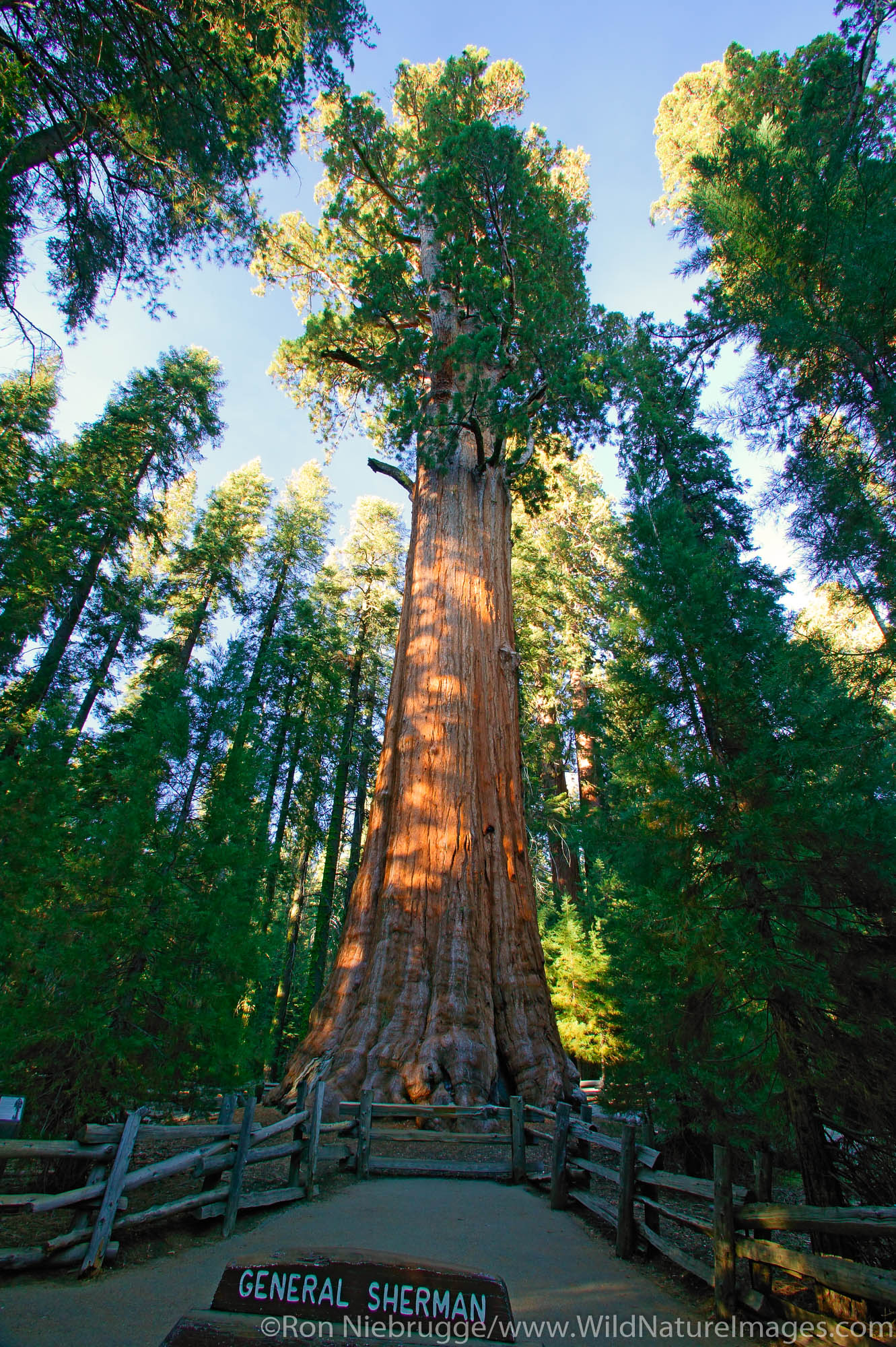 The giant Sequoia trees in Sequoia National Park, California.