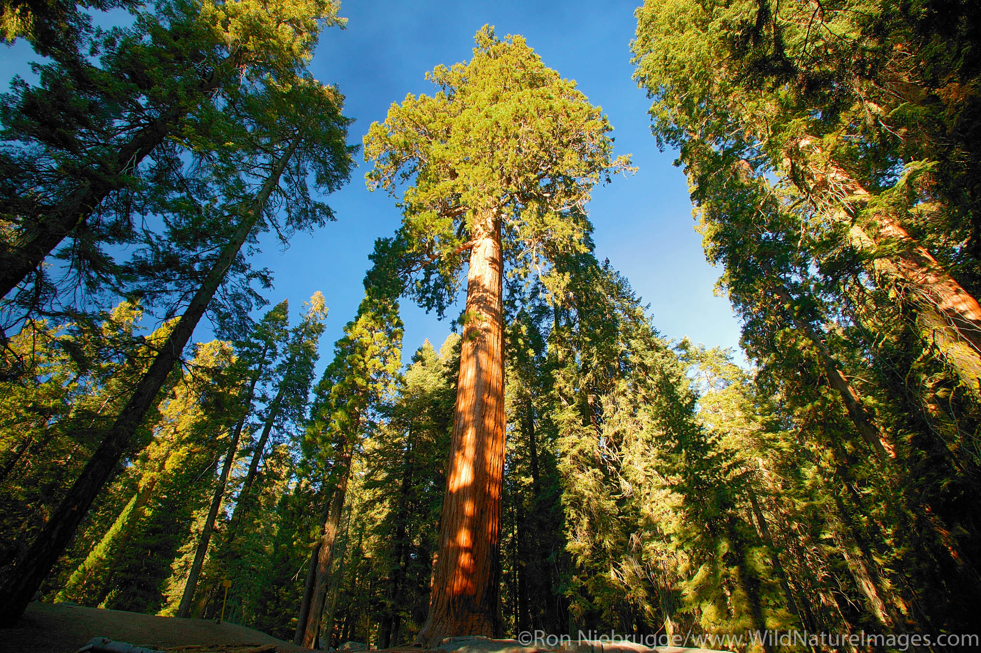 The giant Sequoia trees in Sequoia National Park, California.