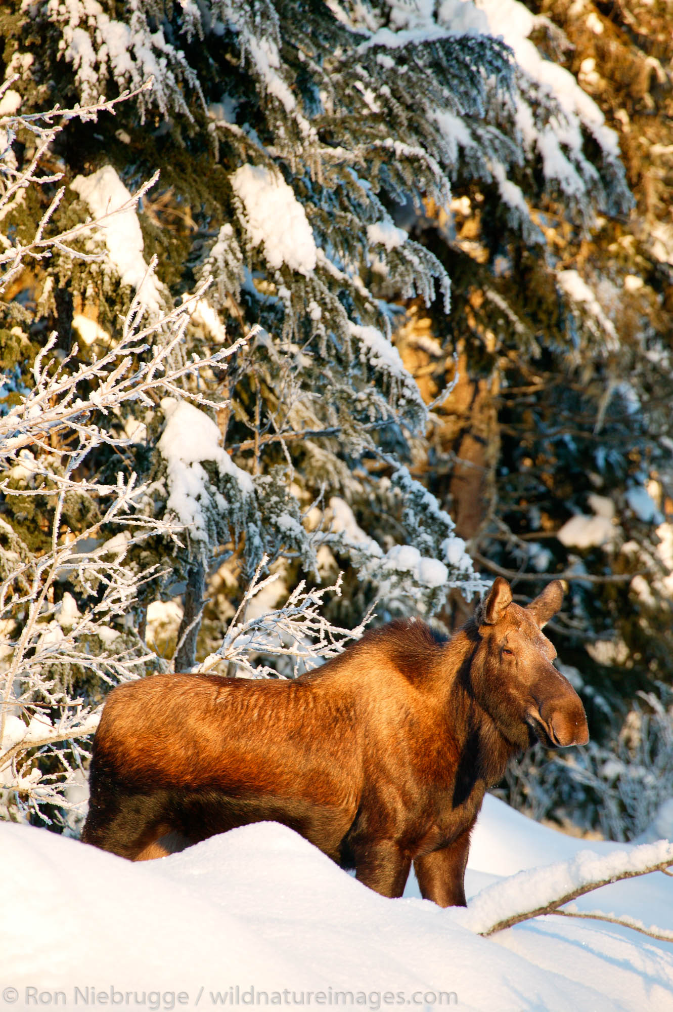 Moose during winter  in the Chugach National Forest, near Seward, Alaska.