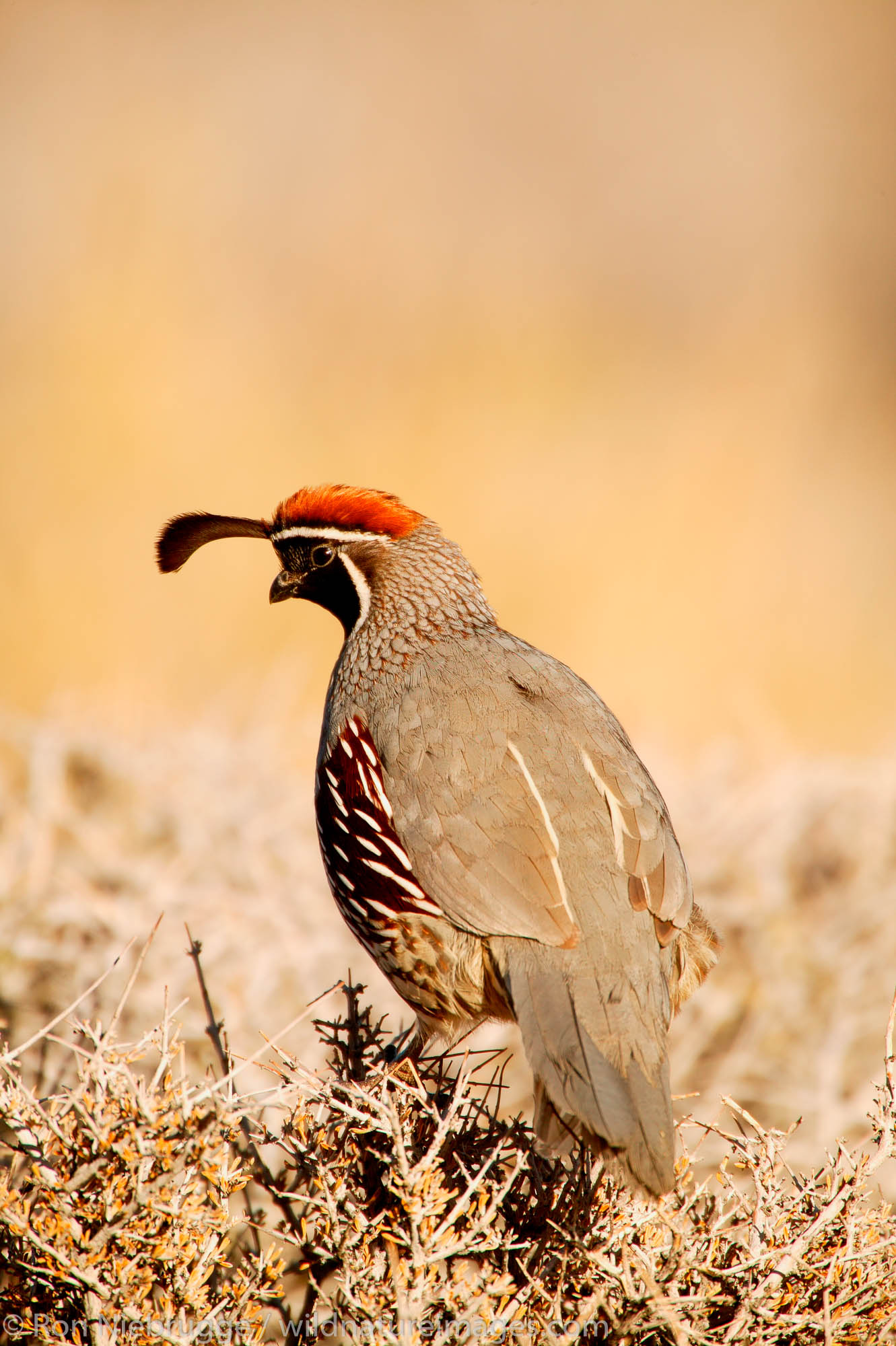 Gambel's Quail (Callipepla gambelii) in the Mojave Desert, California.