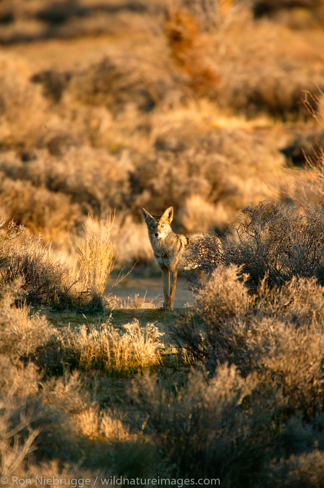 Coyote in the Mojave Desert.