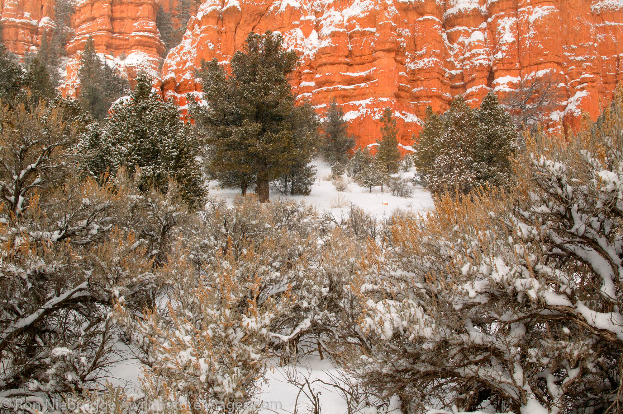 Red Canyon in the winter, Dixie National Forest, Utah.