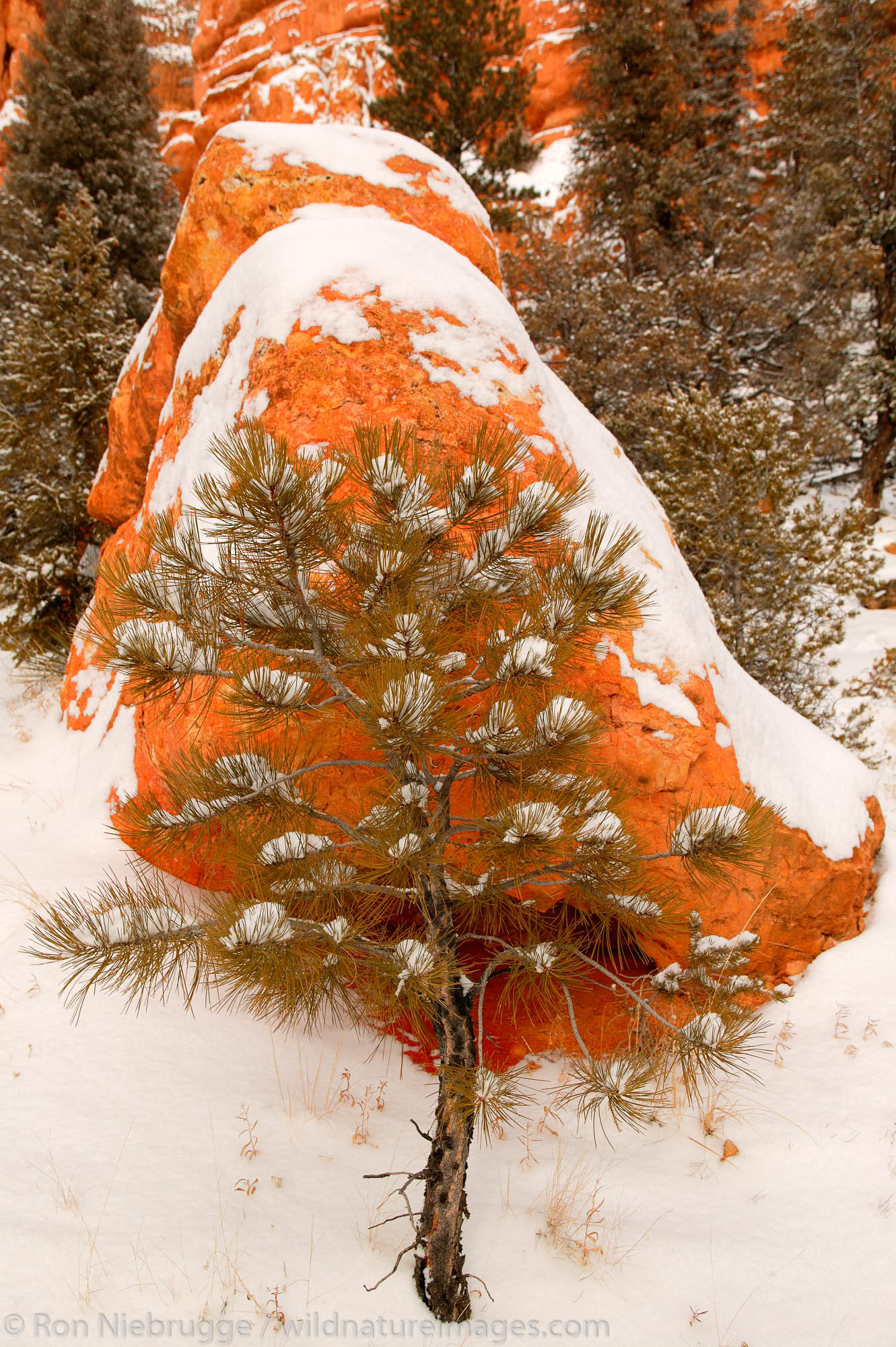 Red Canyon in the winter, Dixie National Forest, Utah.