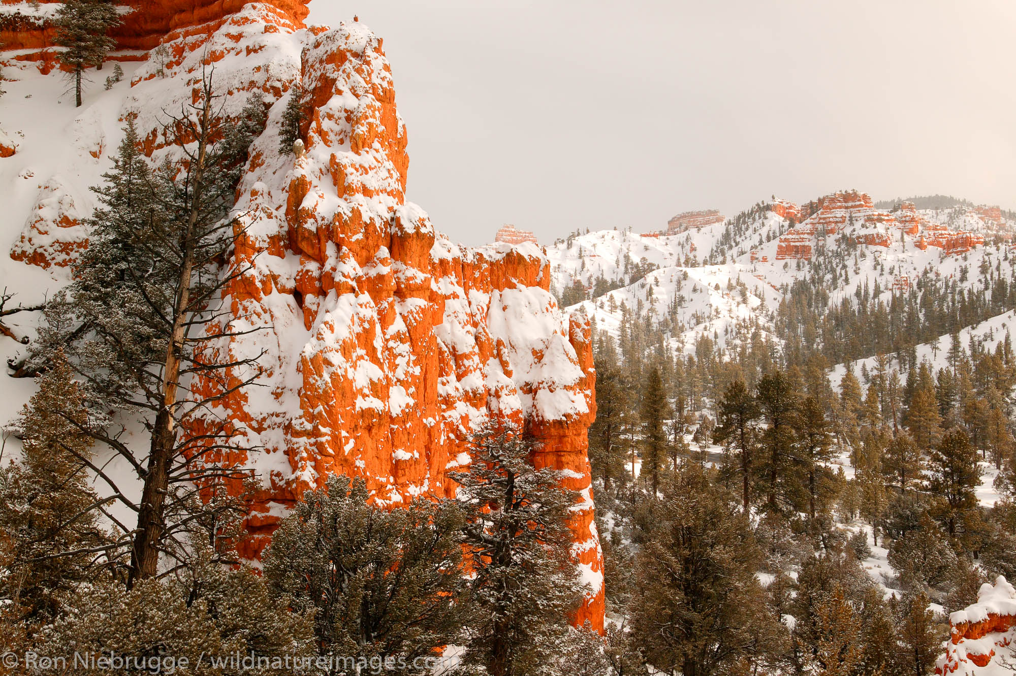 Red Canyon in the winter, Dixie National Forest, Utah.