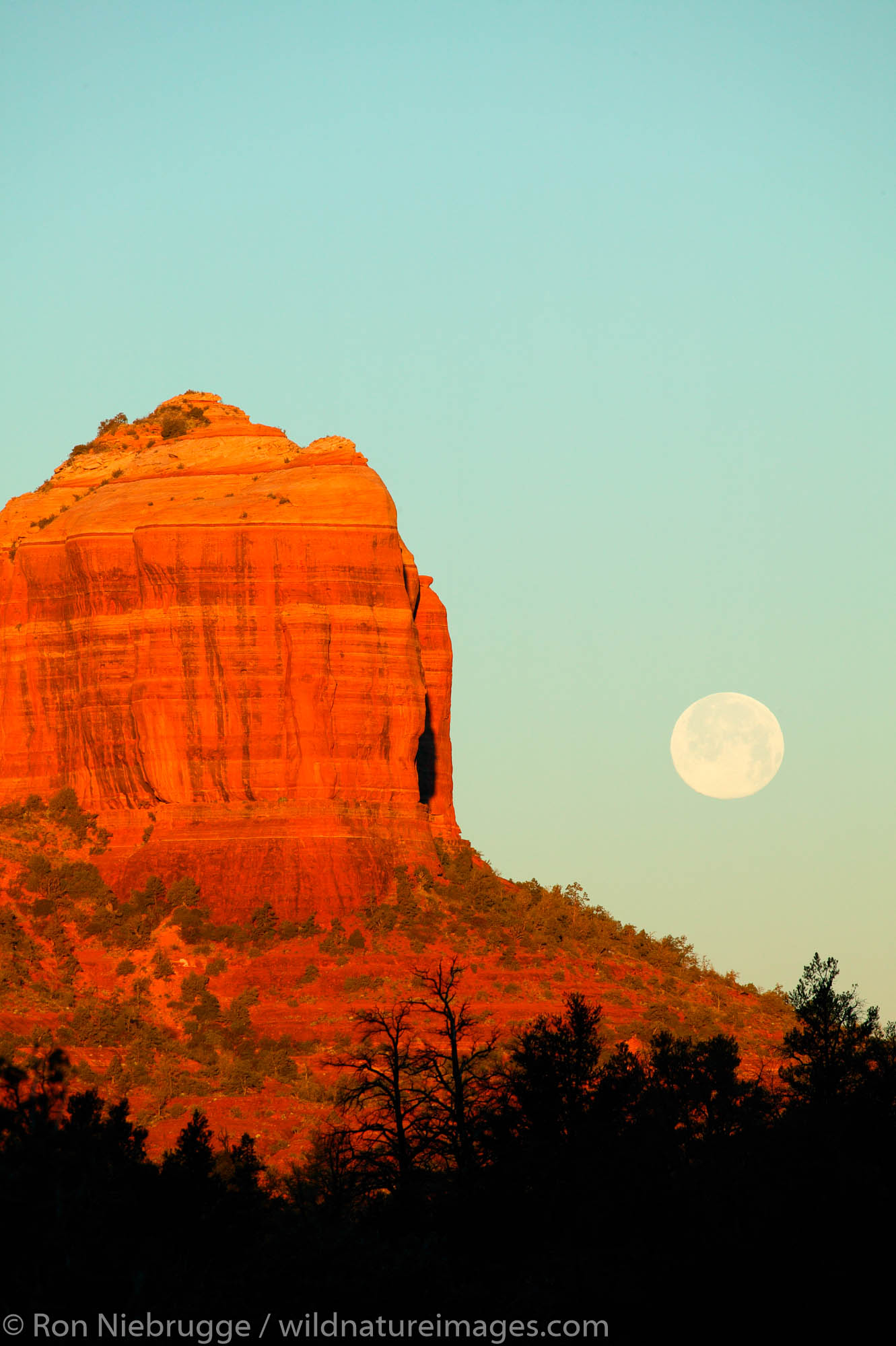 Full moon and sunrise light on Cathedral Rock, Sedona, Arizona.