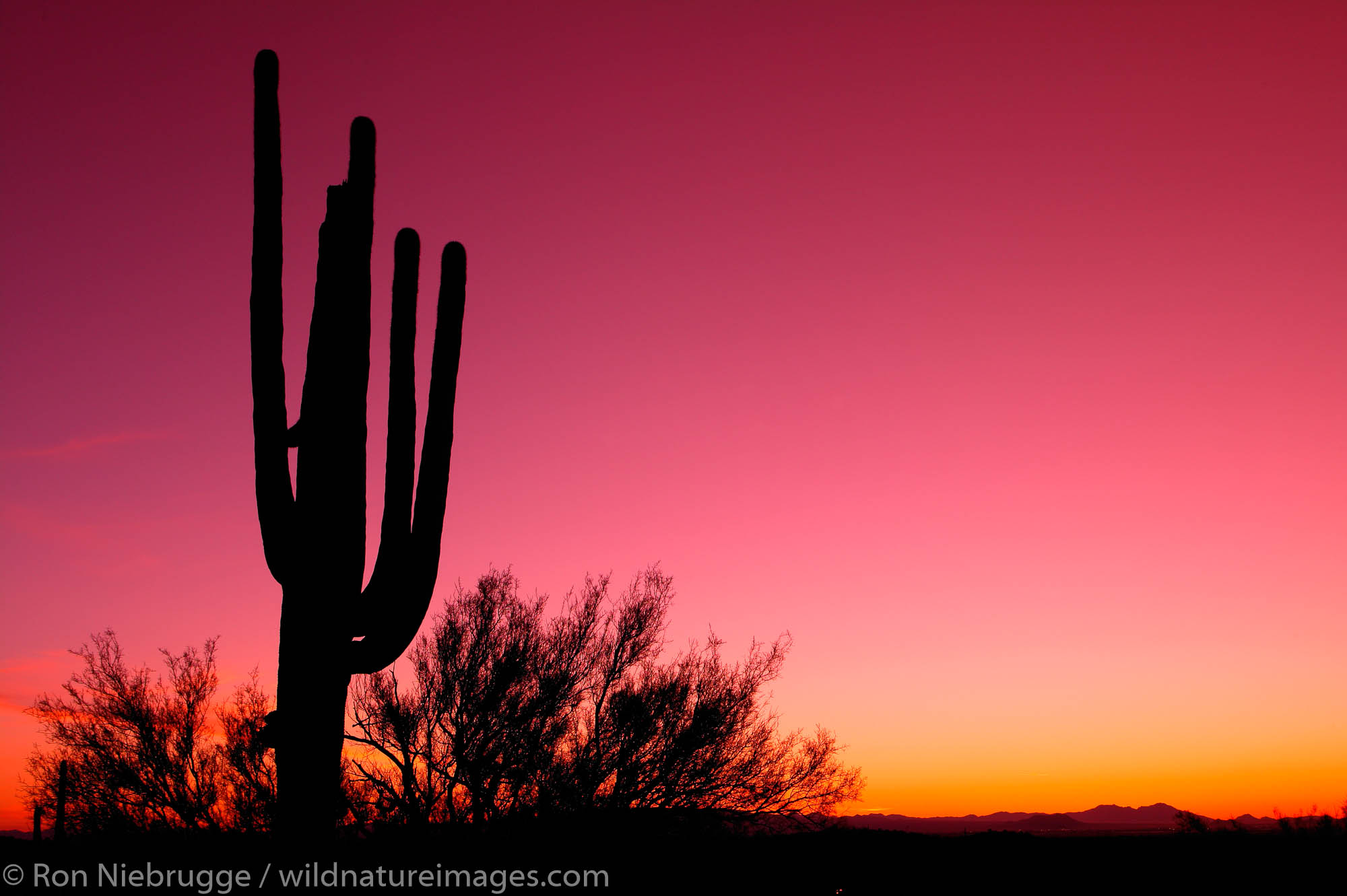 Sunset at Saguaro National Park (Saguaro East), near Tucson, Arizona.