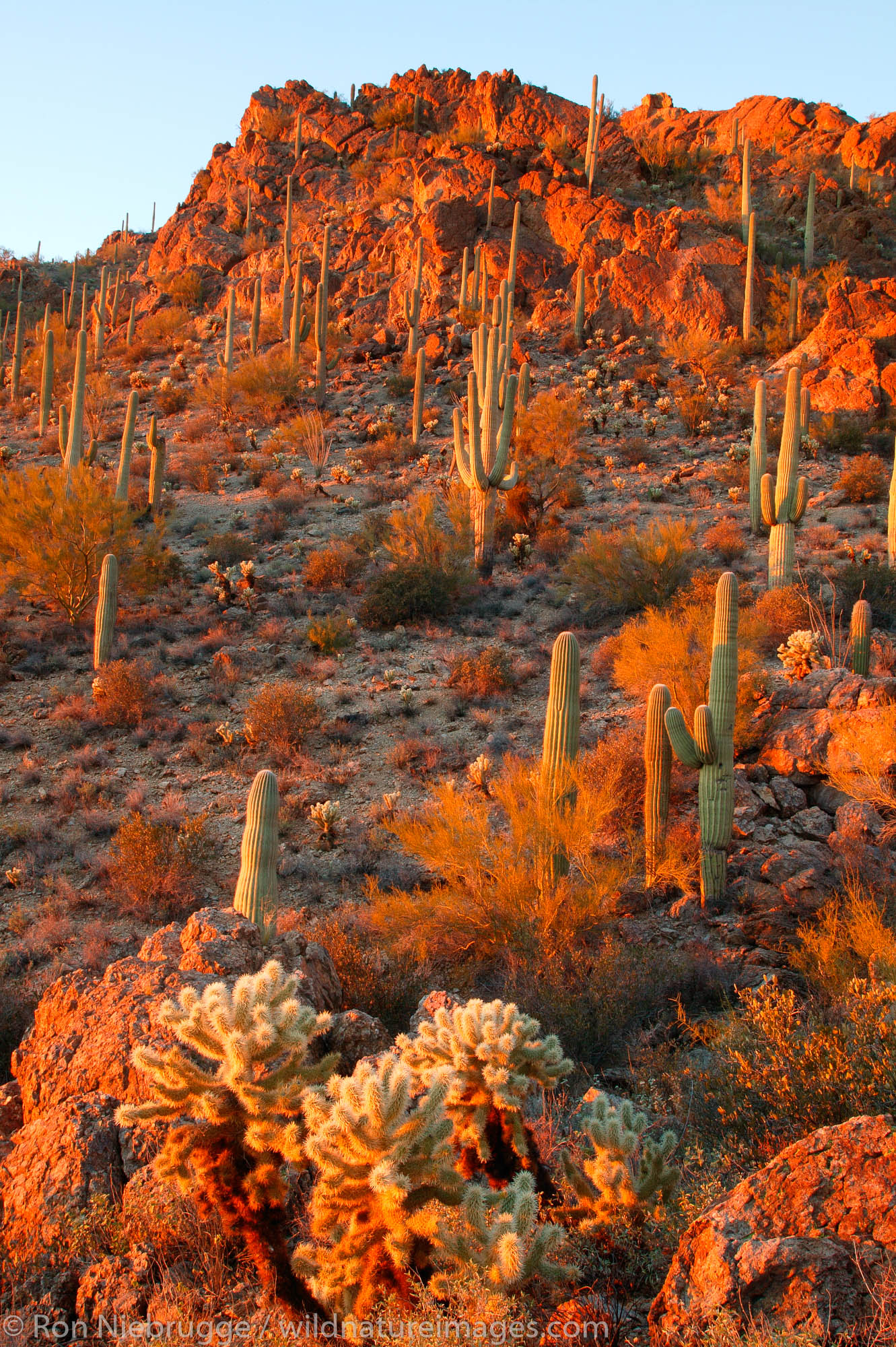 Tucson Mountain County Park, Tucson, Arizona.