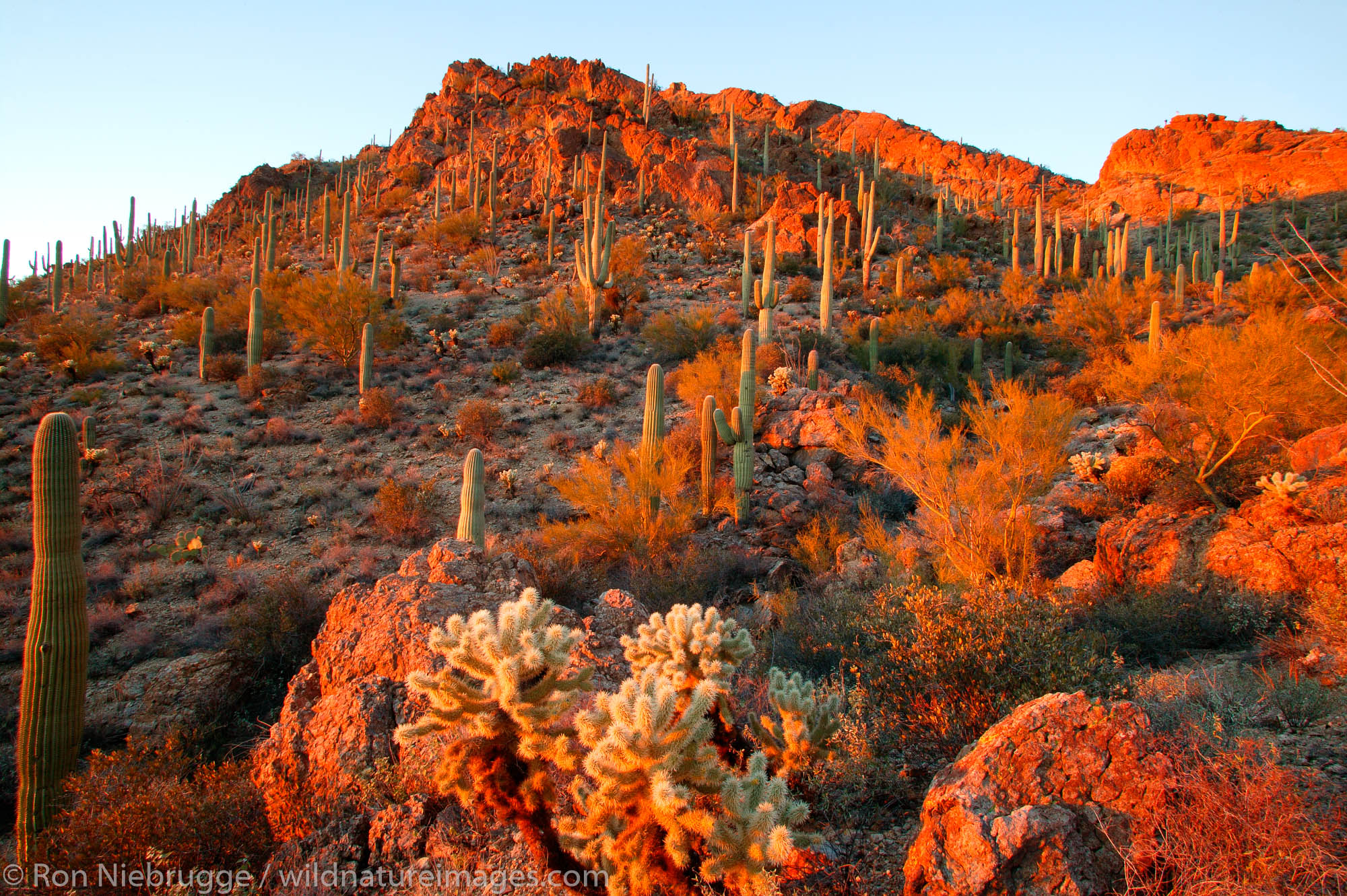 Tucson Mountain County Park, Tucson, Arizona.