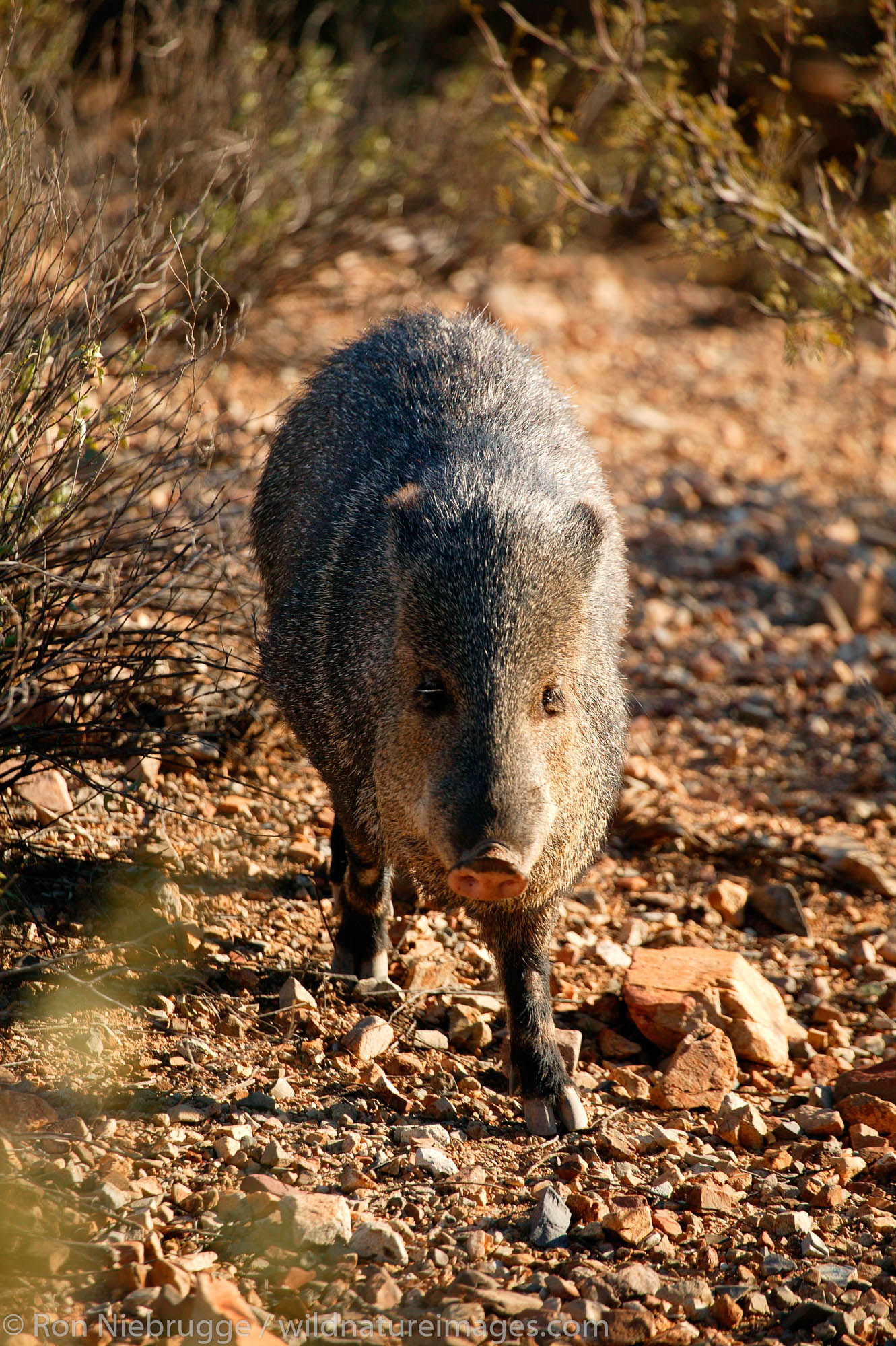 Javelina (Tayassu tajacu) at the Arizona-Sonora Desert Museum, Tucson, Arizona.