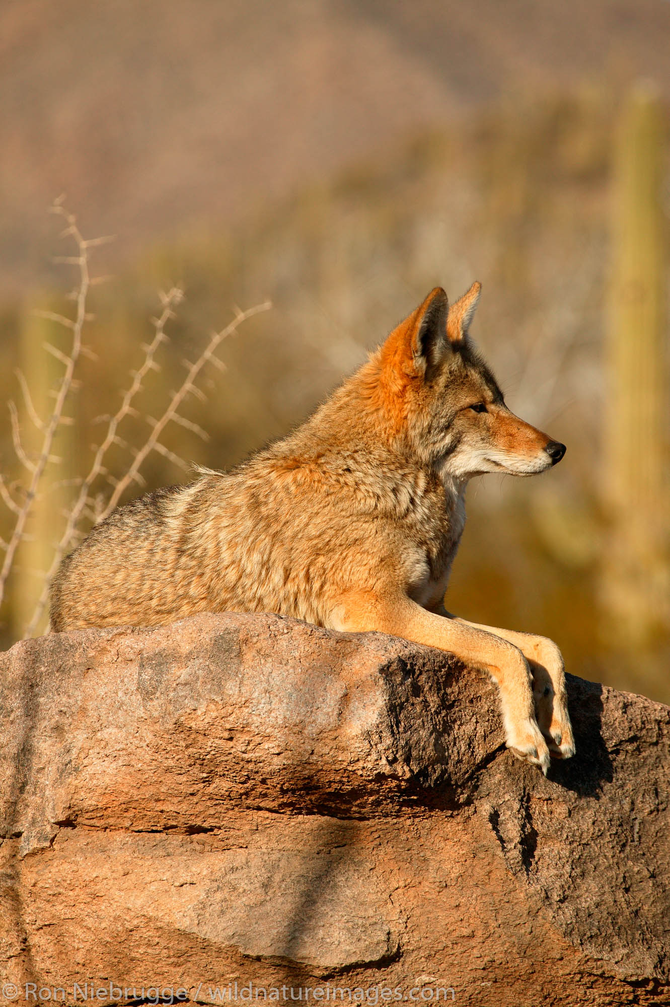 Coyote Coyote at the Arizona-Sonora Desert Museum, Tucson, Arizona.