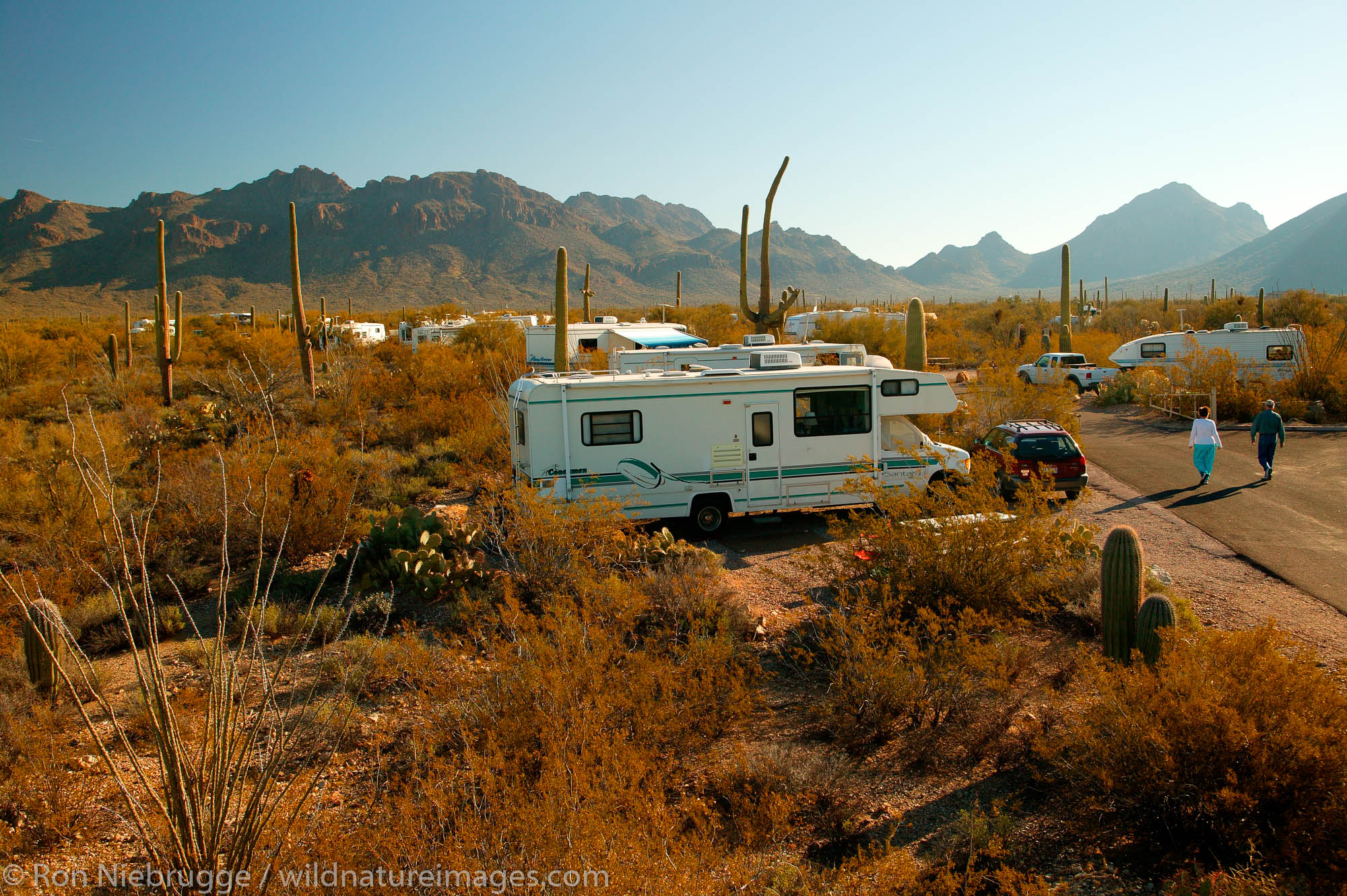 Gilbert Ray campground, Tucson Mountain County Park, near Saguaro National Park, Tucson, Arizona.
