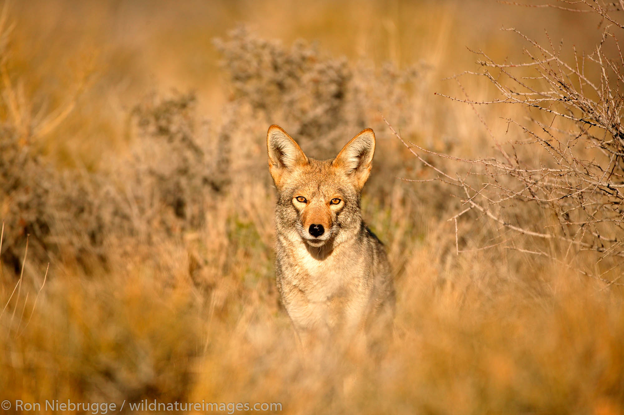 Coyote in the Mojave Desert, California.