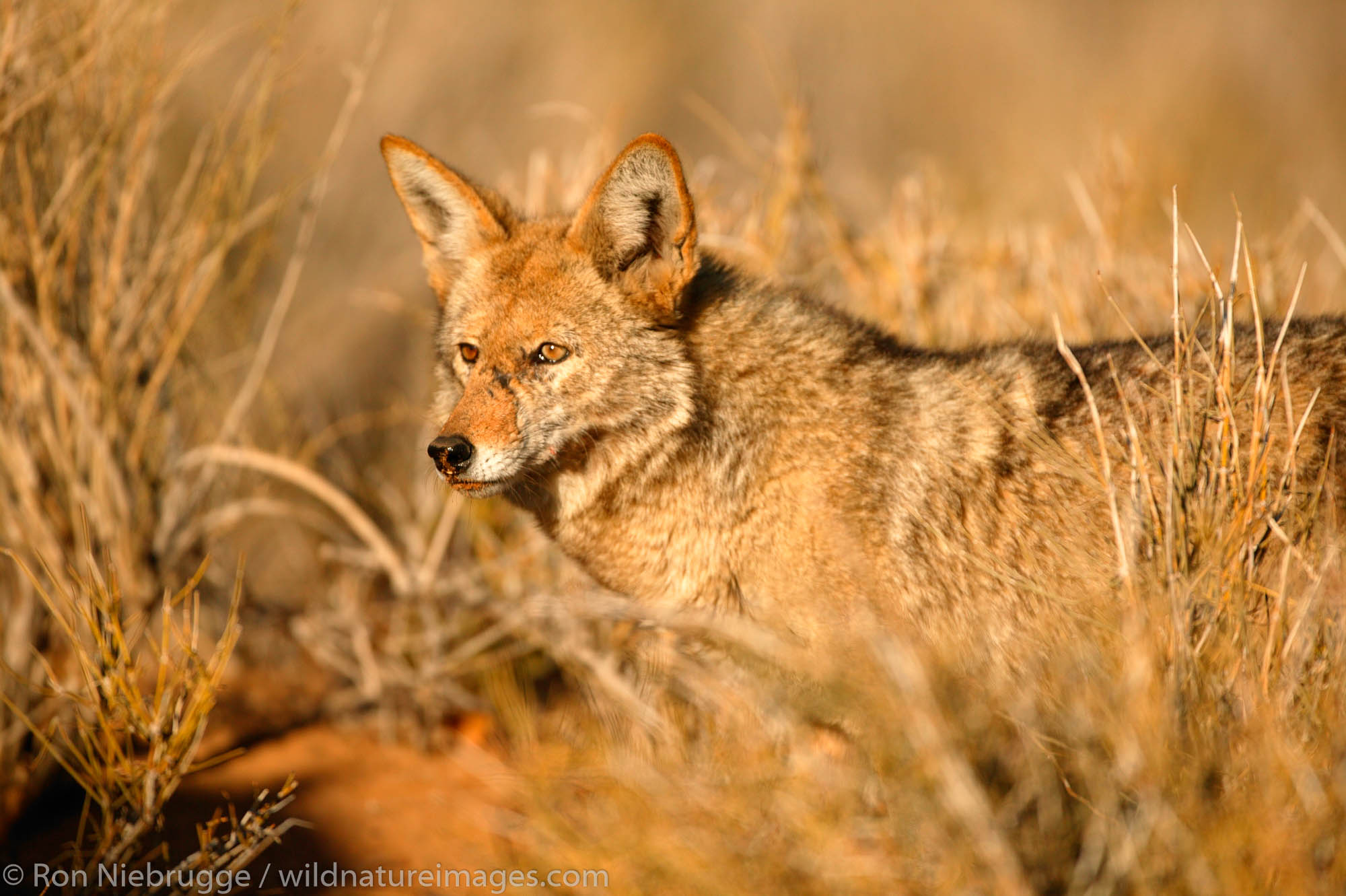 Coyote in the Mojave Desert, California.