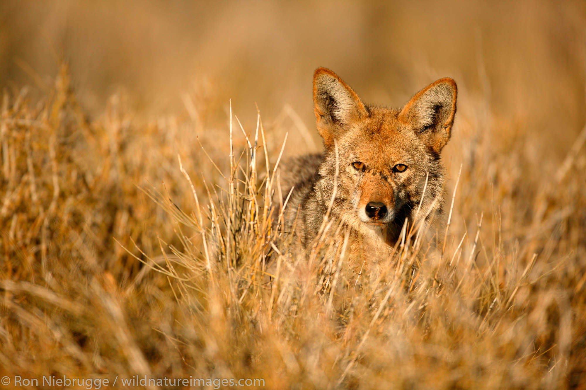 Coyote in the Mojave Desert, California.