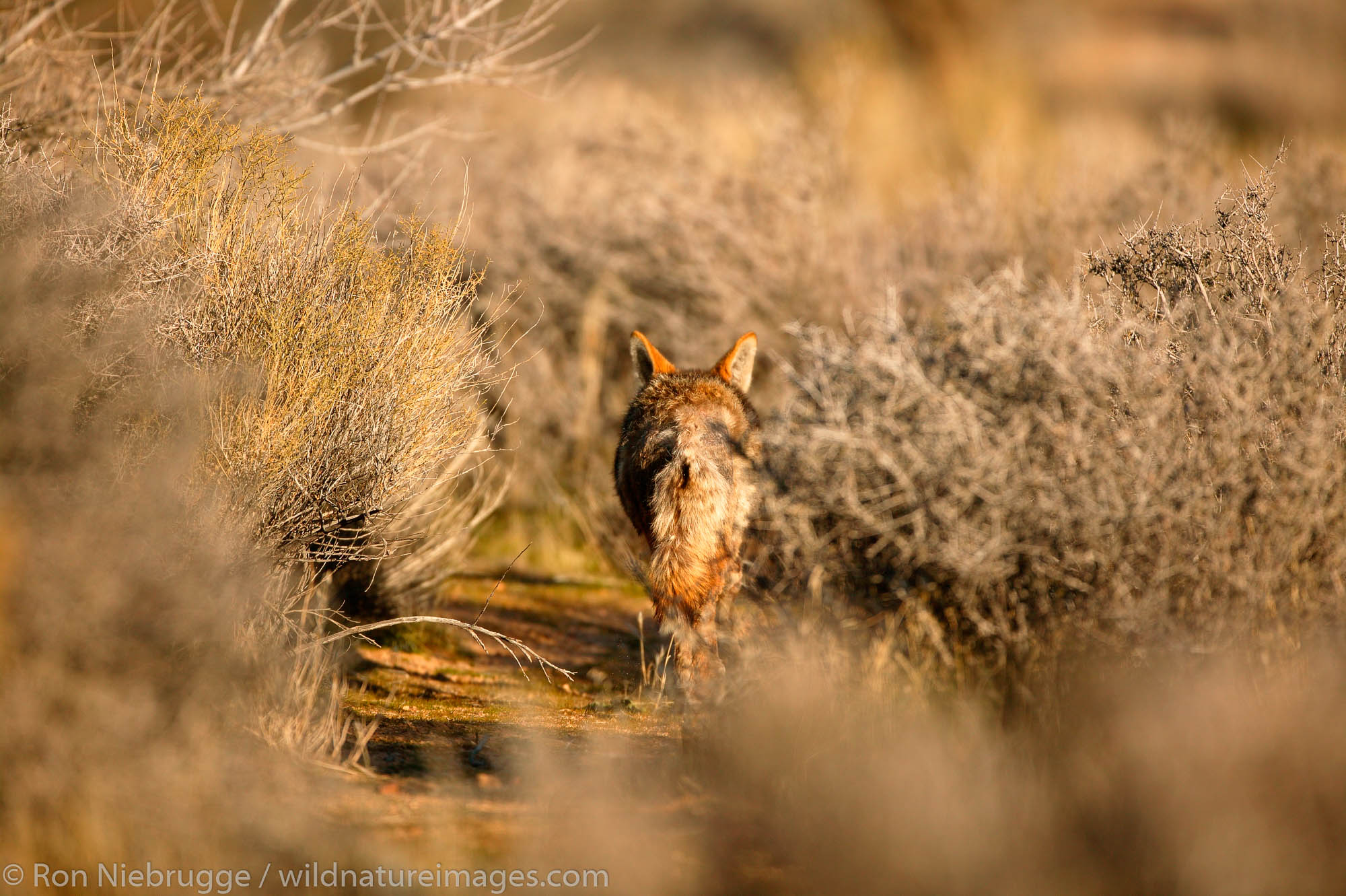 Coyote in the Mojave Desert, California.