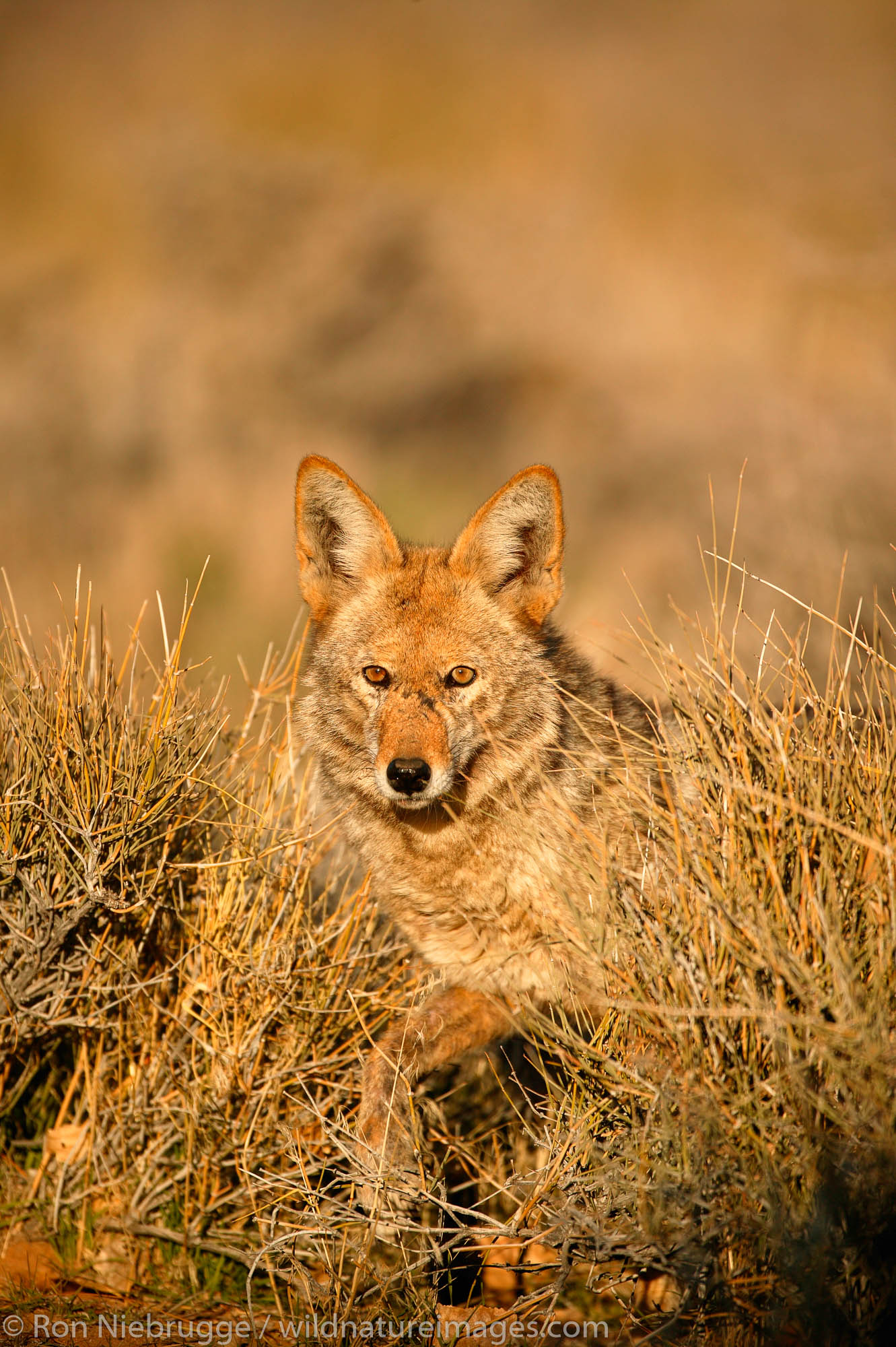 Coyote in the Mojave Desert, California.