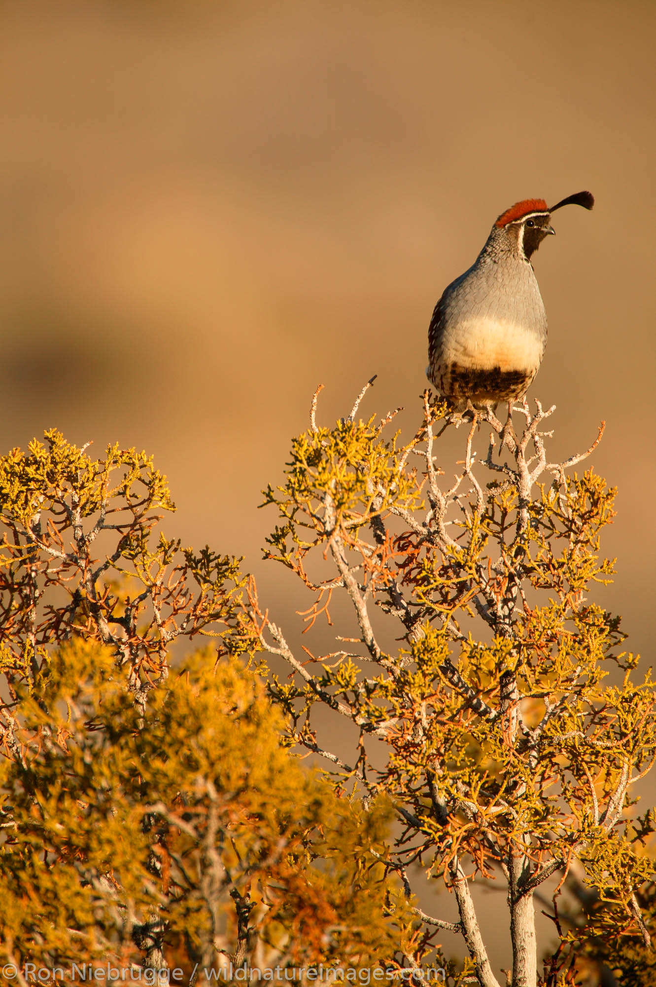 Gambel's Quail (Callipepla gambelii) in the Mojave Desert, California.