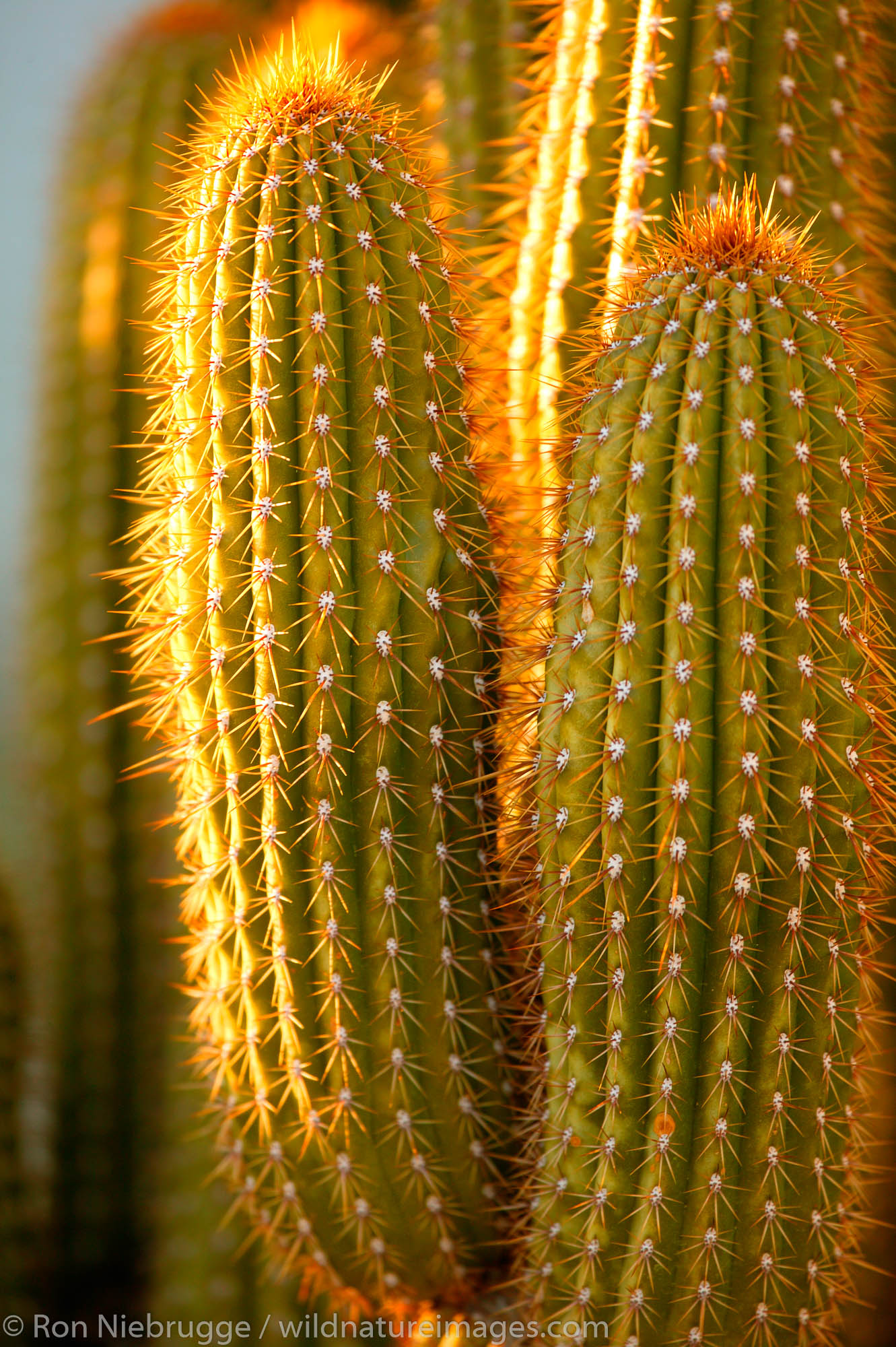 Cactus in the Mojave Desert, California.