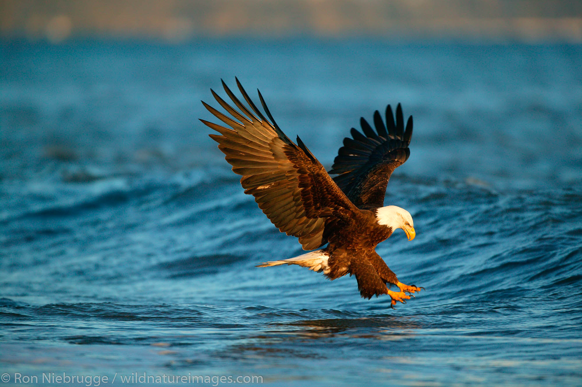 Bald Eagle catches a fish, Homer, Alaska.  (Haliaeetus leucocephalus)