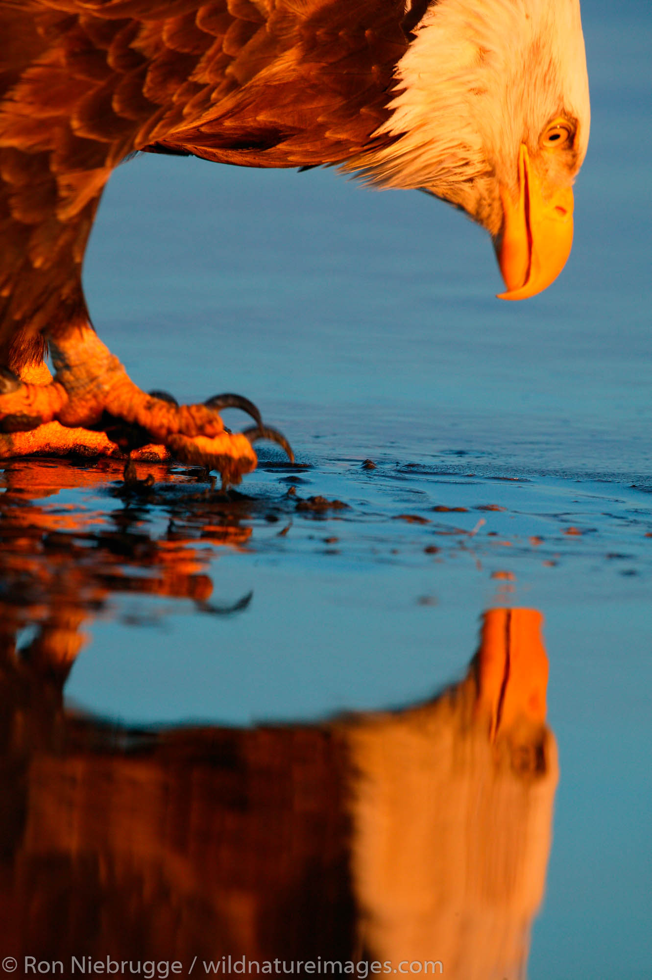 Bald Eagle (Haliaeetus leucocephalus), Homer, Alaska.