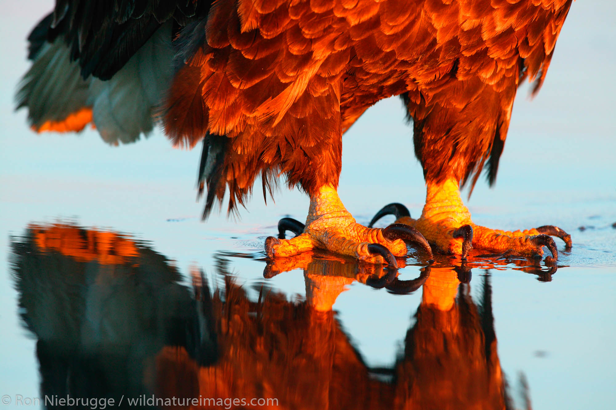 Bald Eagle, Homer, Alaska.  (Haliaeetus leucocephalus)