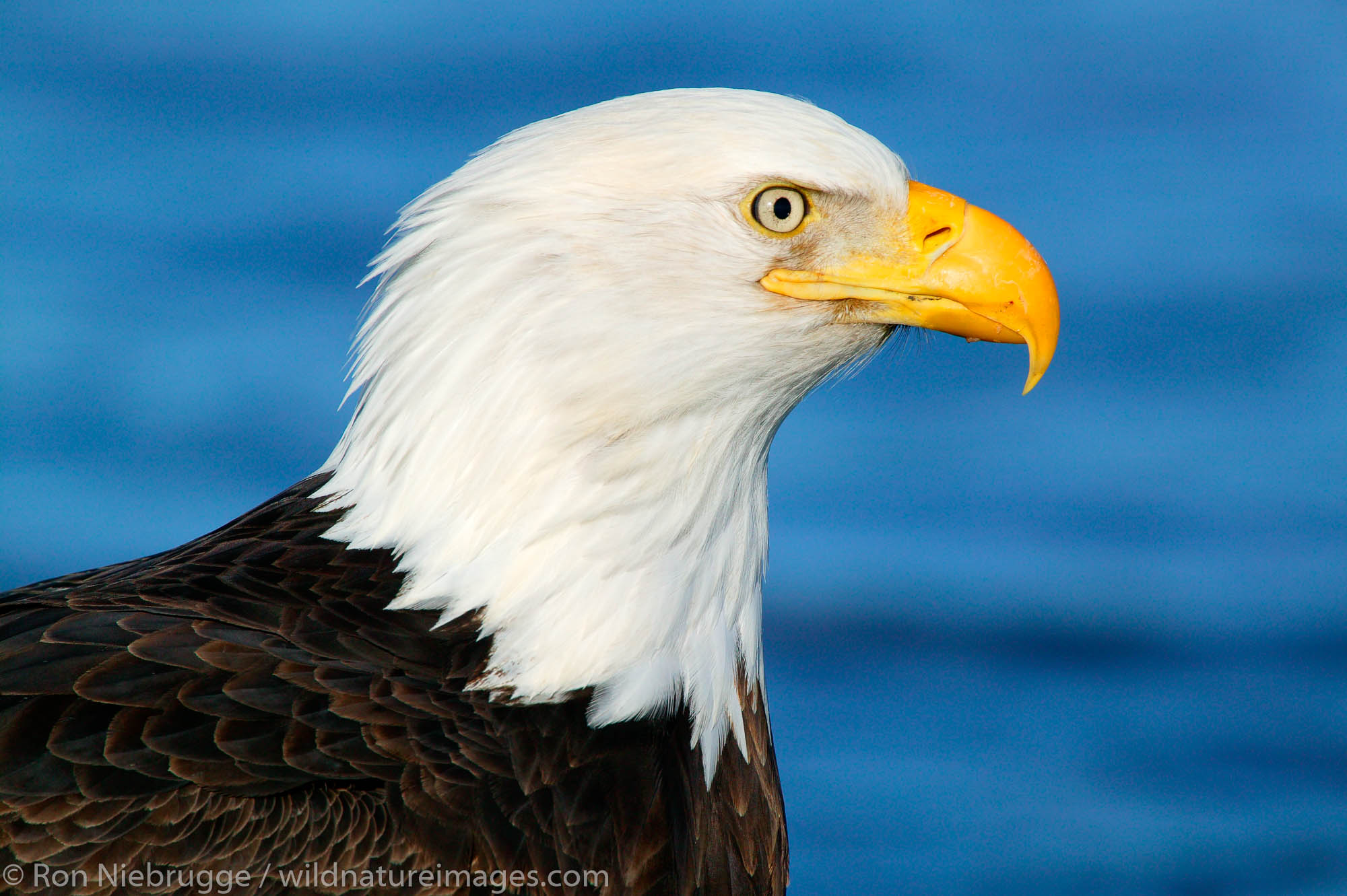 Adult Bald Eagle, Homer, Alaska.