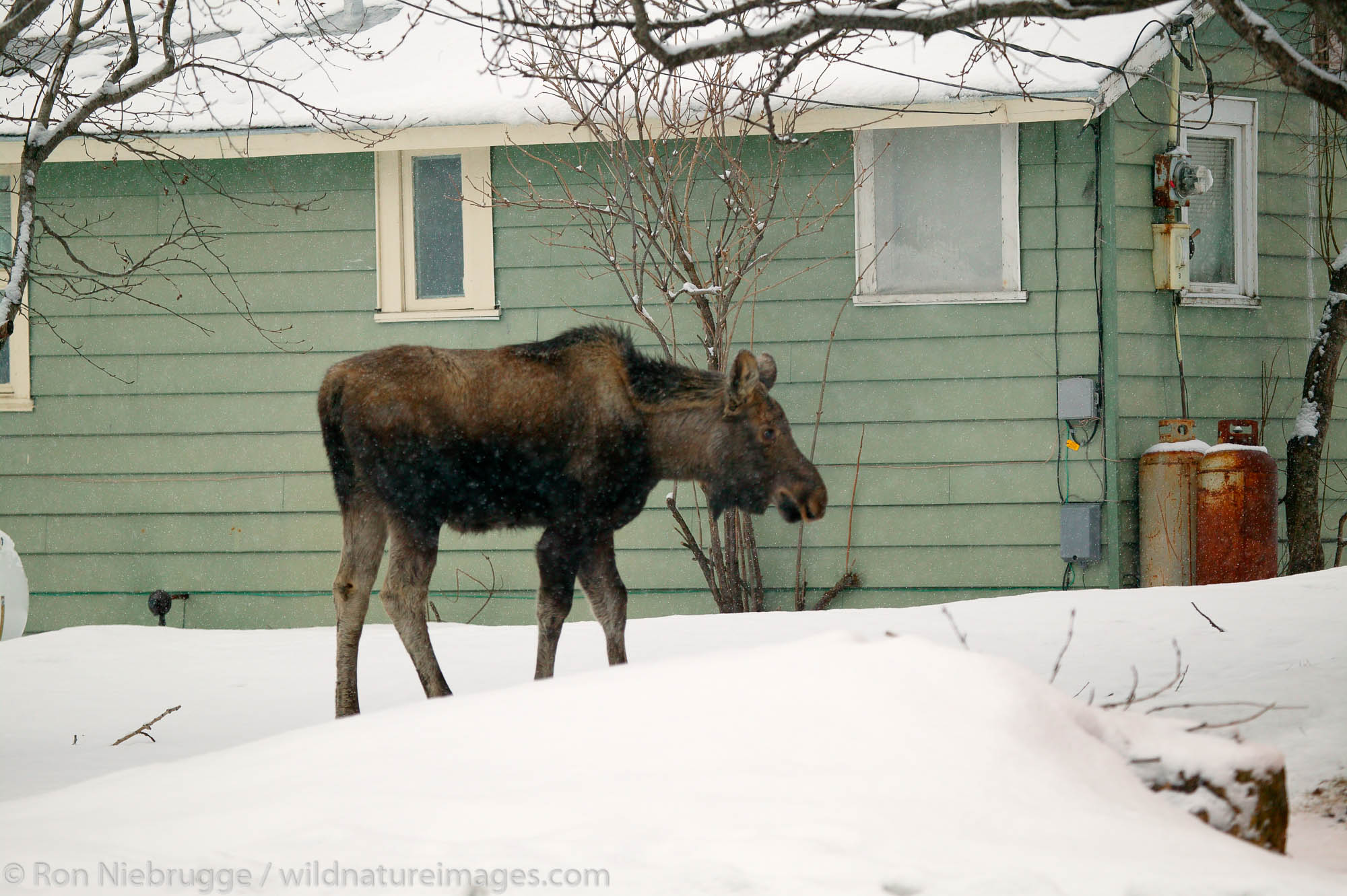Moose in the backyard of a home, Seward, Alaska.