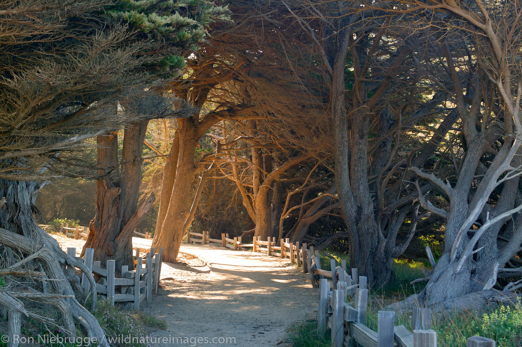 The path to Pfieffer Big Sur State Park and Pfeiffer Beach, Central Coast, Big Sur, California.