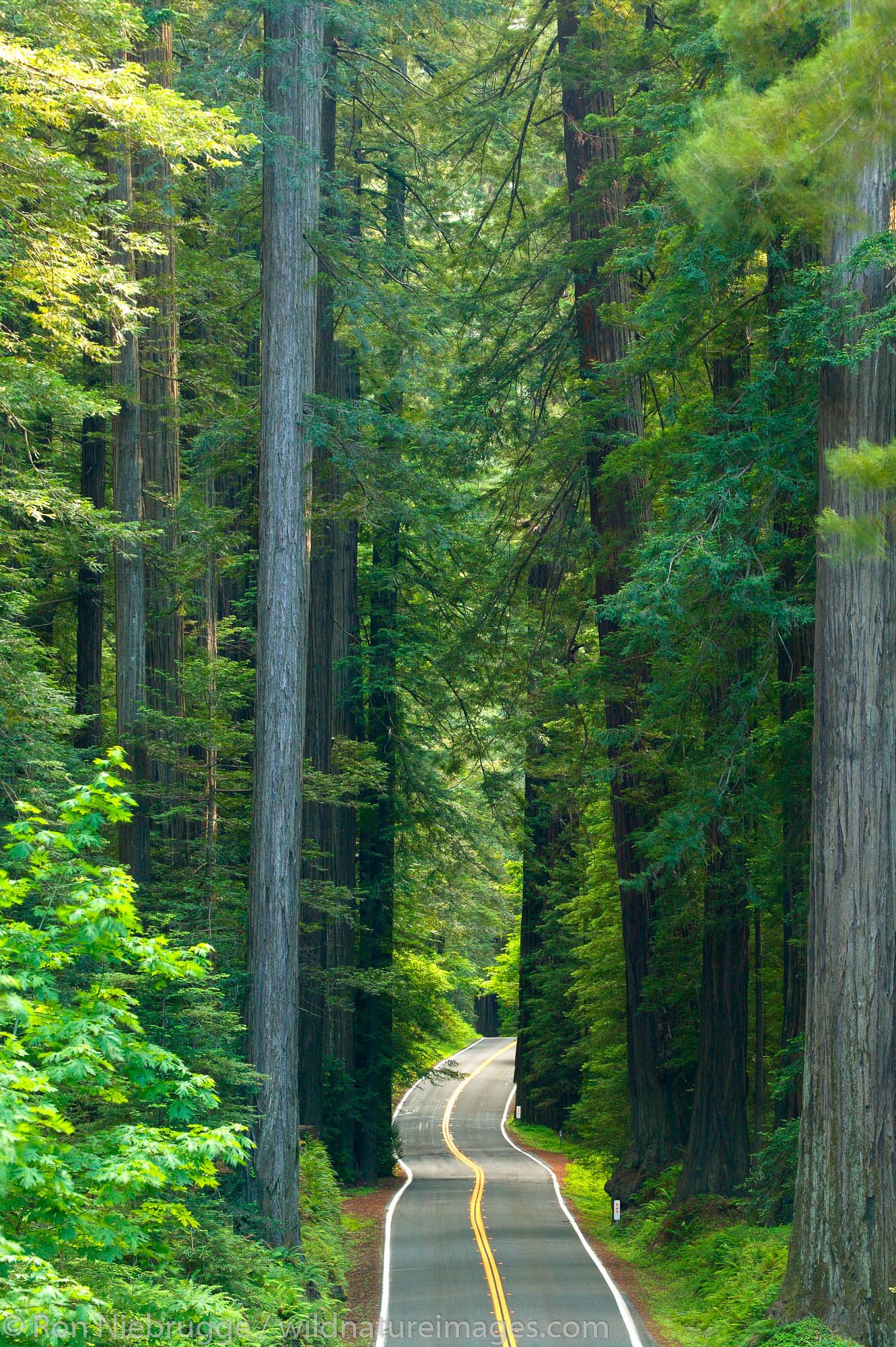 The Avenue of the Giants, Humboldt Redwoods State Park, California.