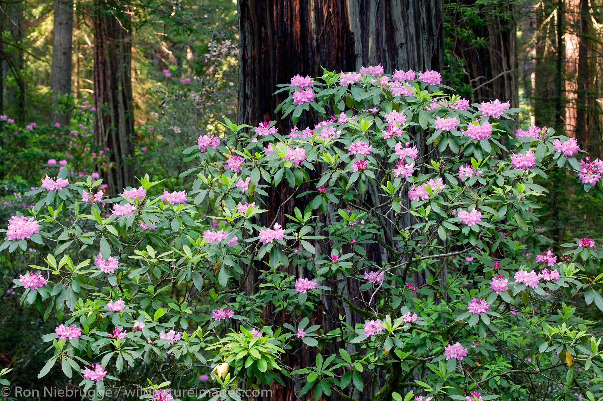Redwoods and rhododendrons in Del Norte Coast Redwoods State Park, The Redwoods State and National Parks, California.