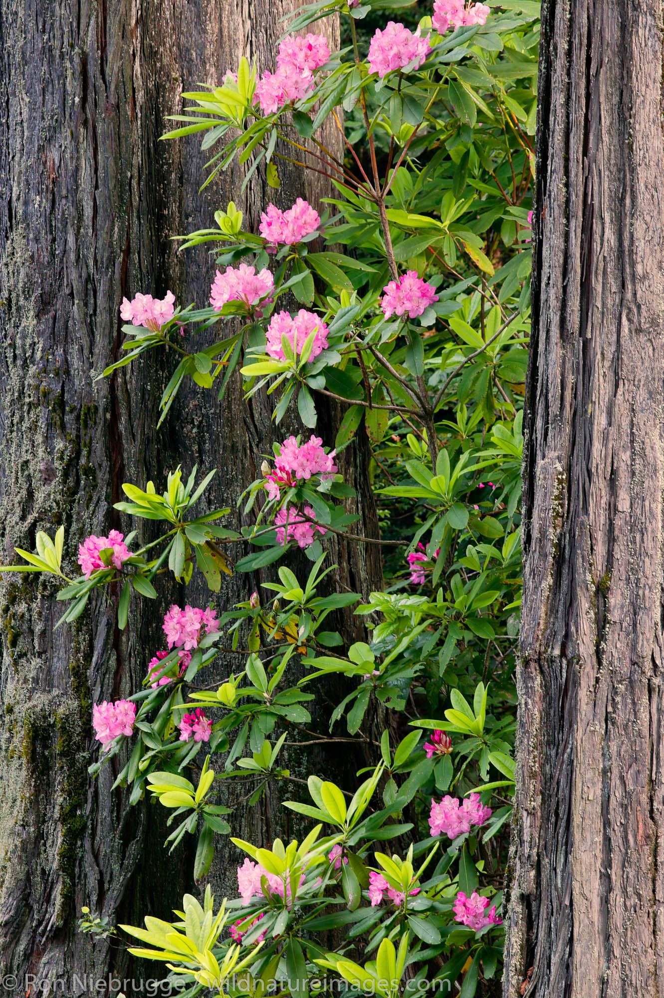 Rhododendrons in the Del Norte Coast Redwoods State Park, Redwood National and State Parks, California.