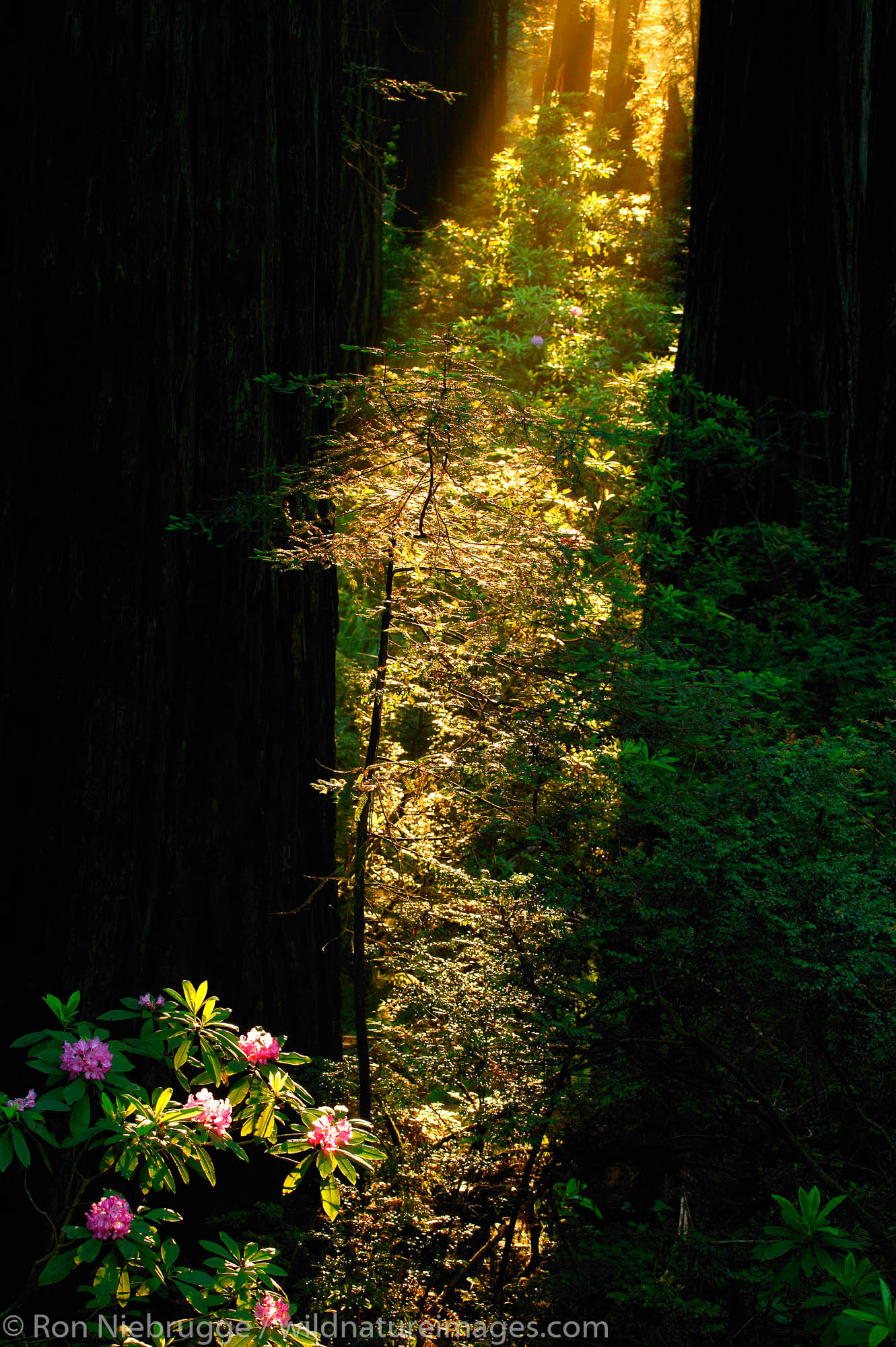 Rhododendrons in morning light, Del Norte Coast Redwoods State Park, part of the Redwoods State and National Parks, California...