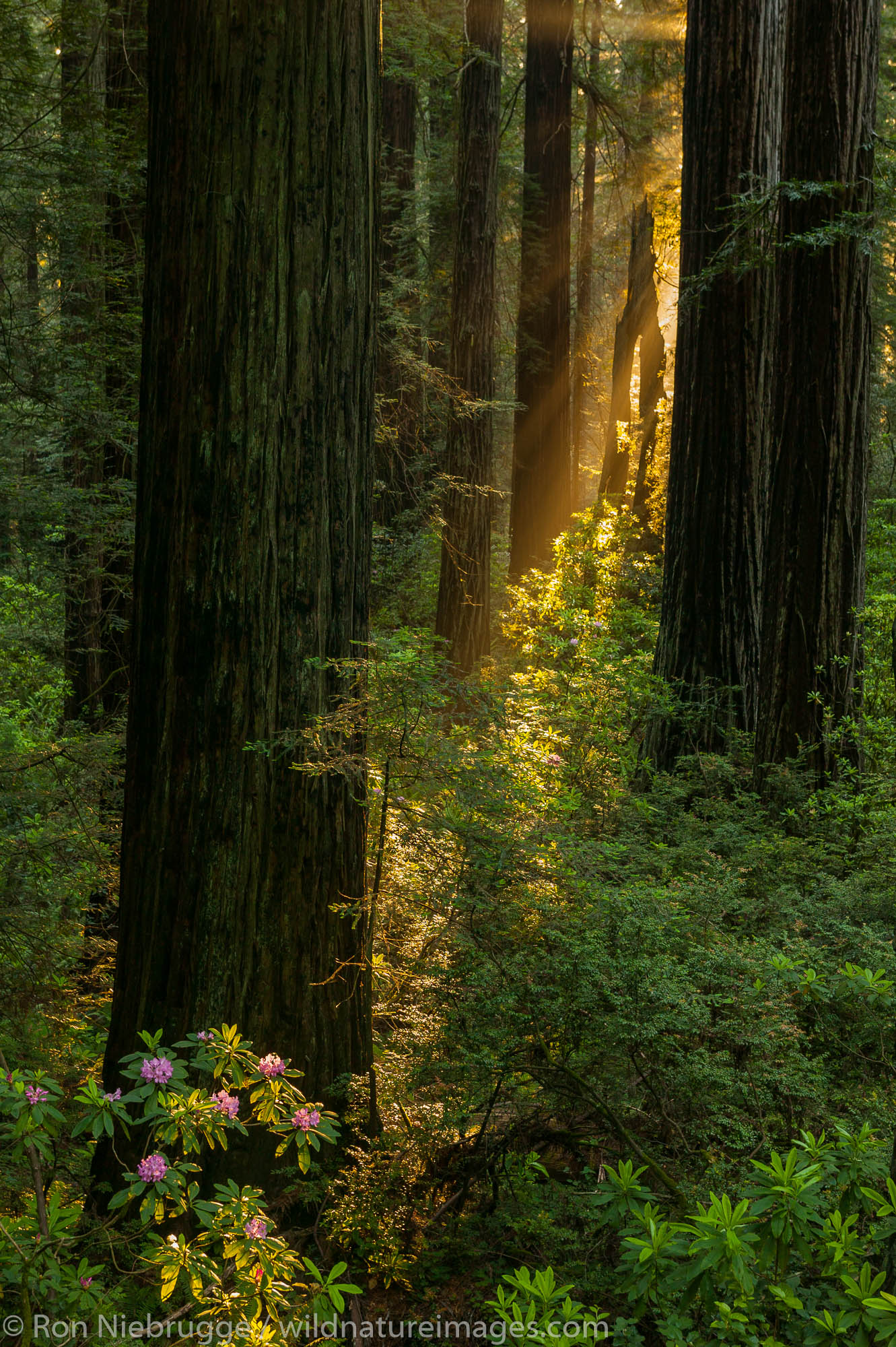 Rhododendrons in Del Norte Coast Redwoods State Park, part of the Redwoods State and National Parks, California.