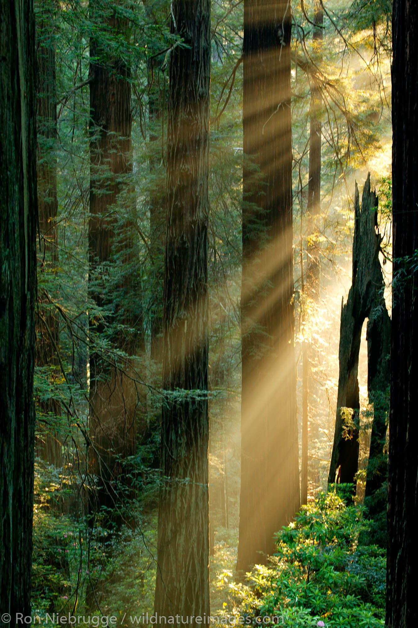 Morning light, Del Norte Coast Redwoods State Park, part of the Redwoods State and National Parks, California.