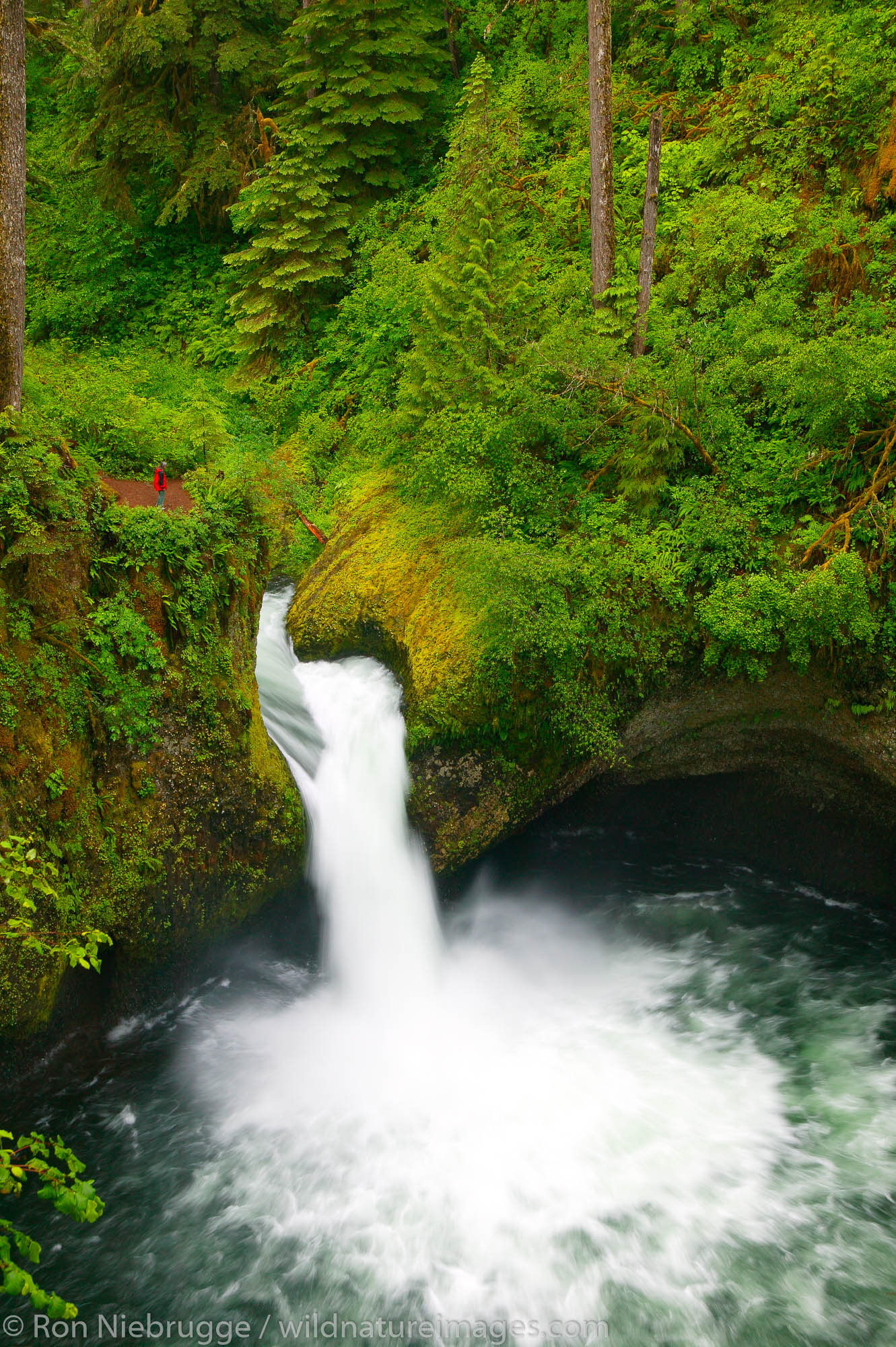 A visitor (MR) views Punch Bowl Falls along the Eagle Creek Trail (FS trail # 440), Columbia River Gorge National Scenic Area...