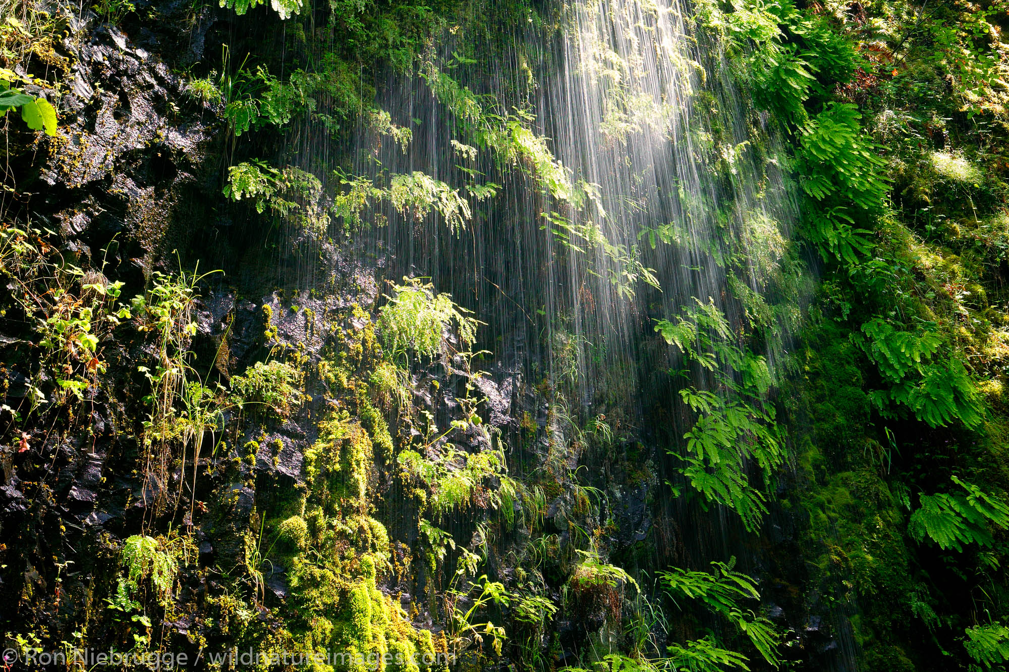 A wet wall on the Horsetail Falls Trail (# 438), Columbia River Gorge National Scenic Area, Oregon.