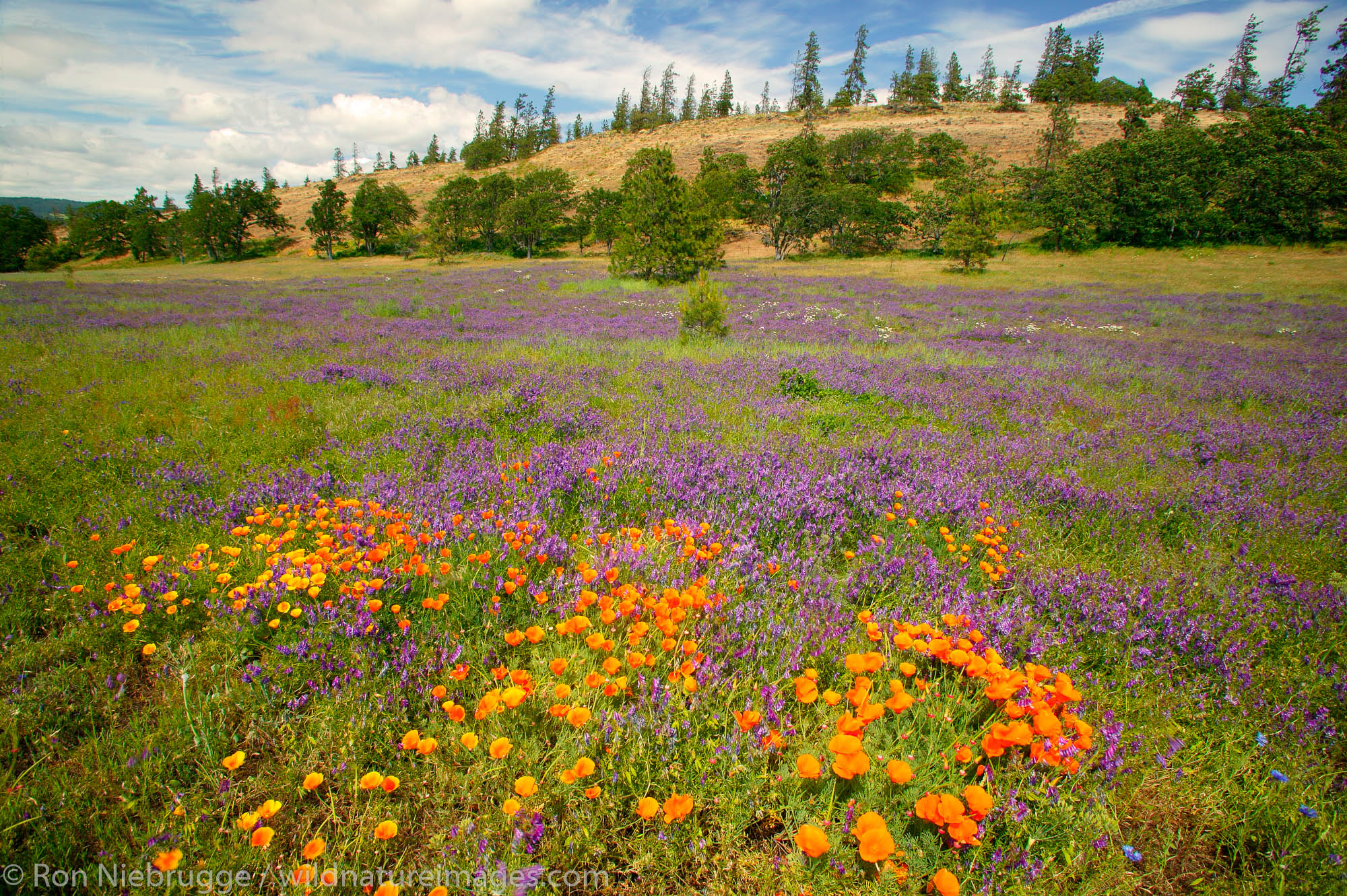 Wildflowers along the Historic Columbia River Highway, Columbia River Gorge National Scenic Area, Oregon.