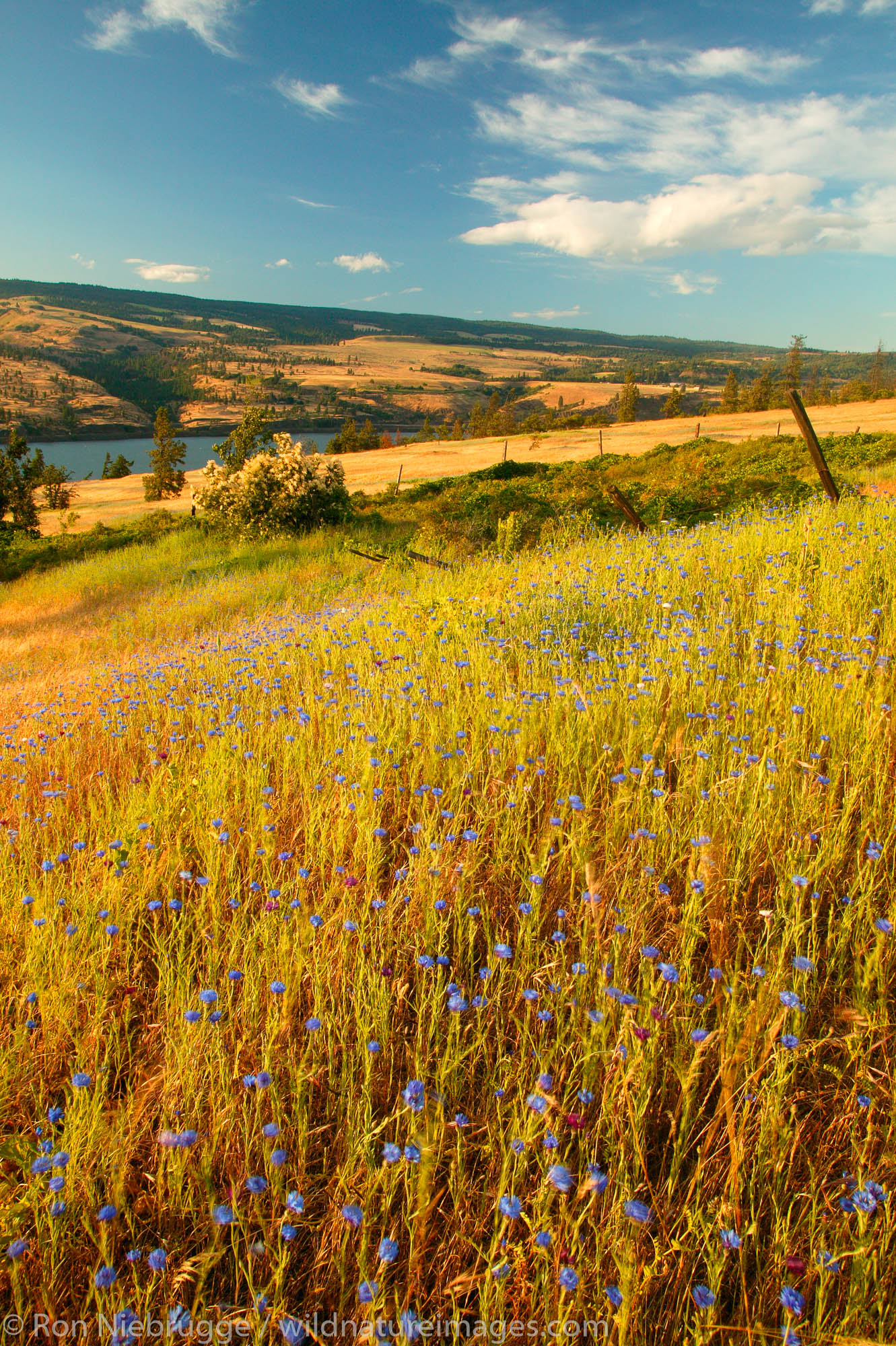 The Columbia River and fields of wildflowers along the Historic Columbia River Highway, Columbia River Gorge National Scenic...