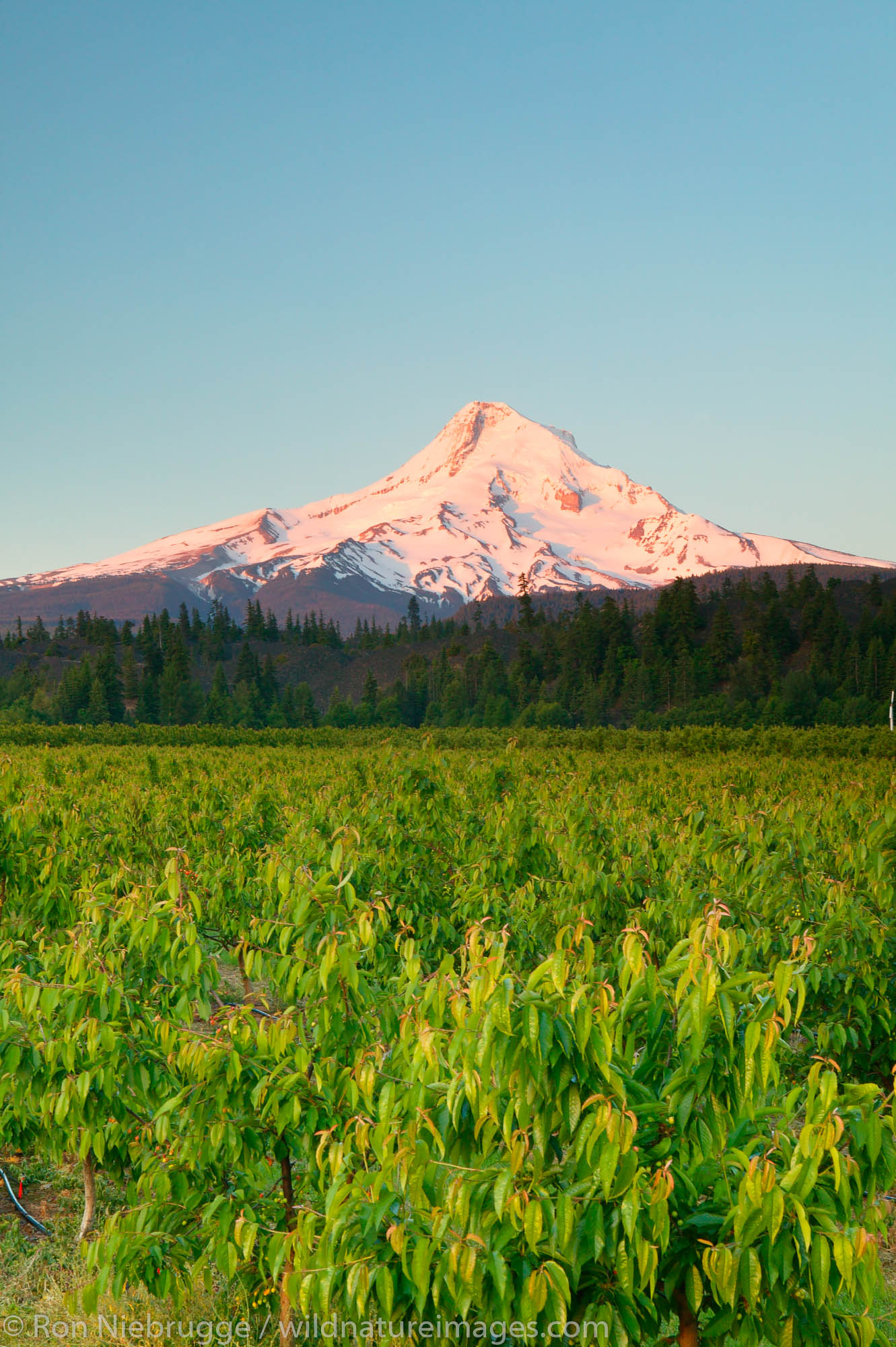 Farmland and Mt. Hood, Hood River Valley, Oregon.