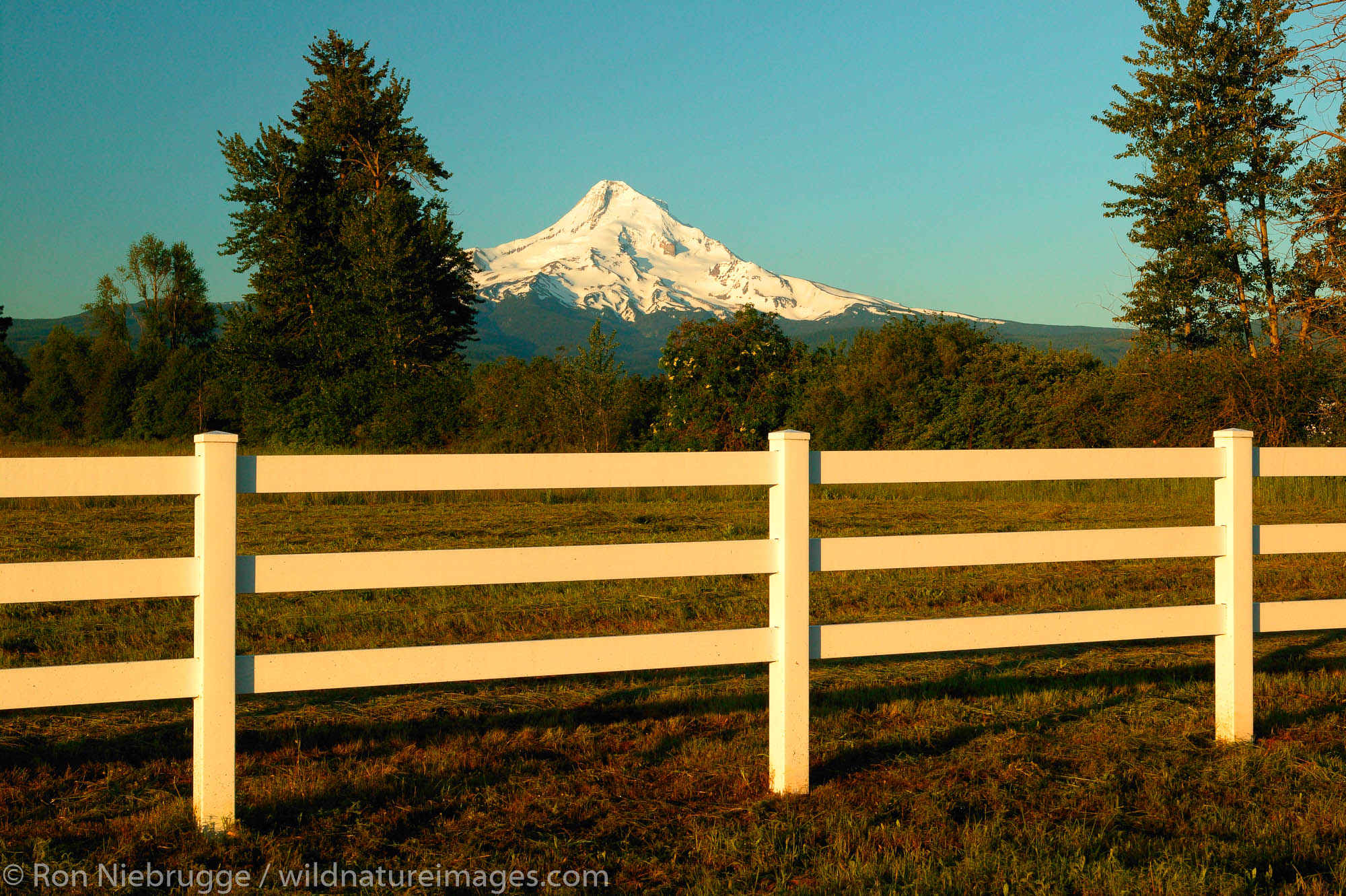 Farmland and Mt. Hood, Hood River Valley, Oregon.