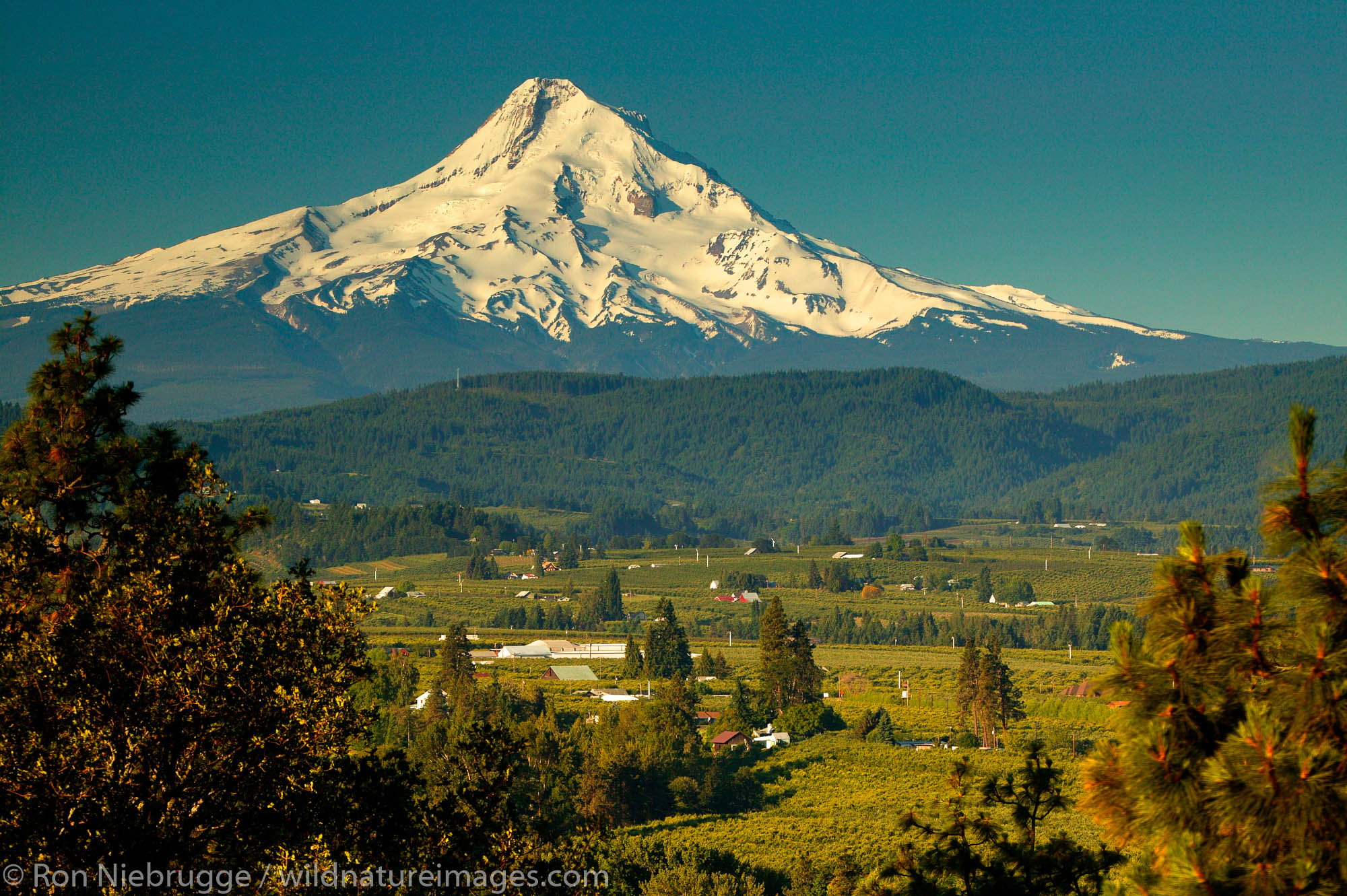 Farmland and Mt. Hood, Oregon.