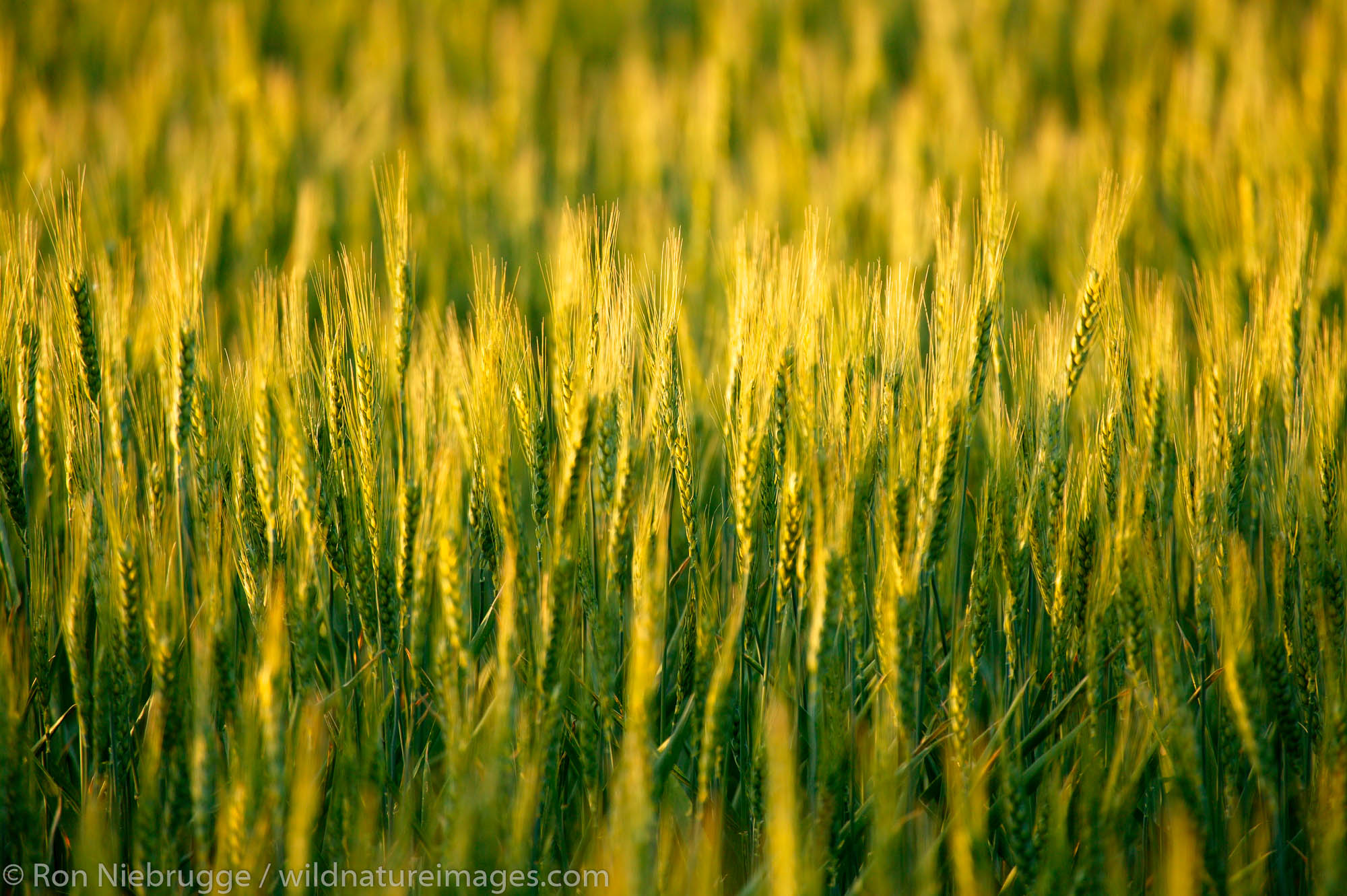 Wheat farmland near Ritzville, Eastern Washington.