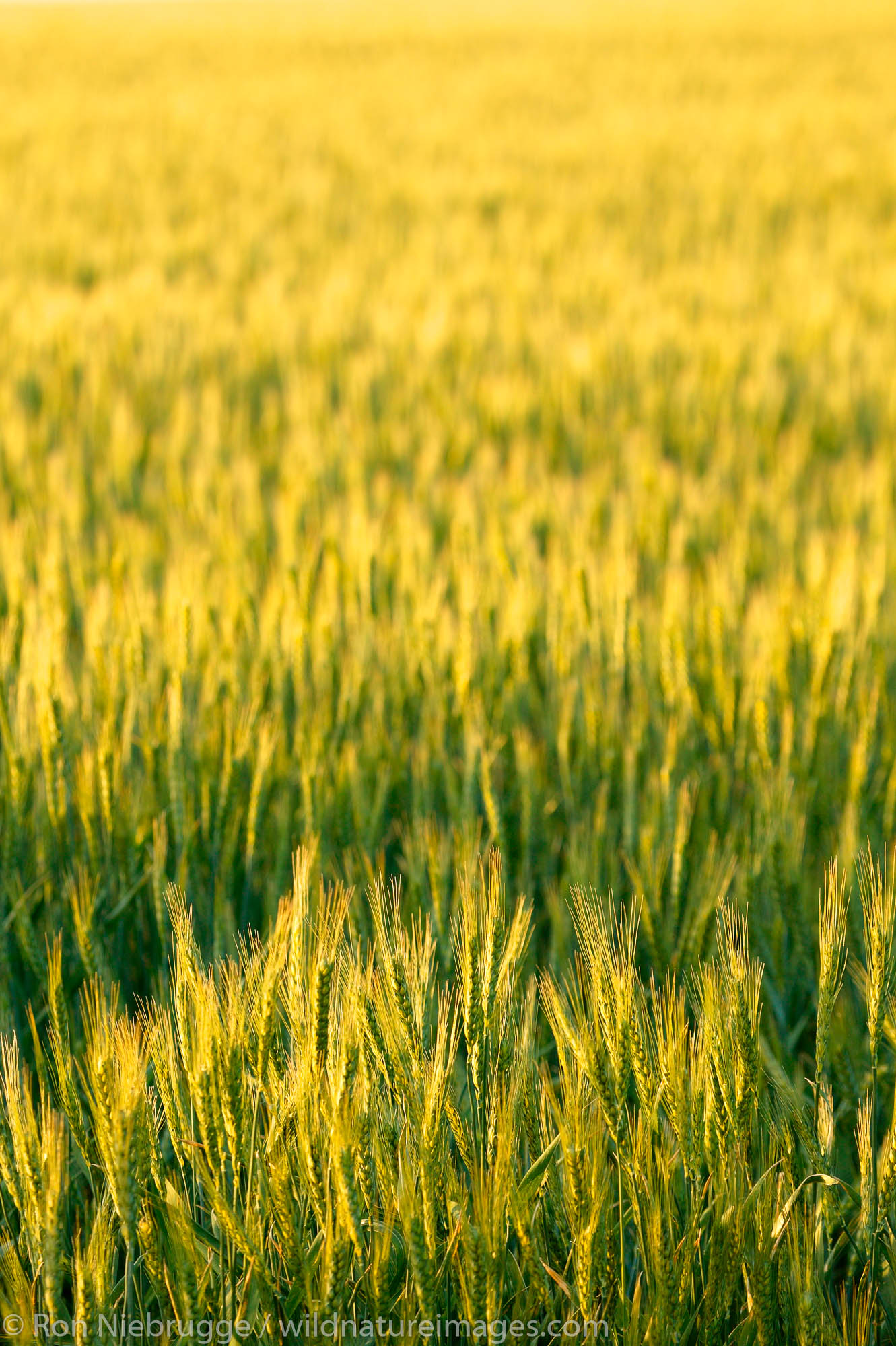 Wheat farmland near Ritzville, Eastern Washington.