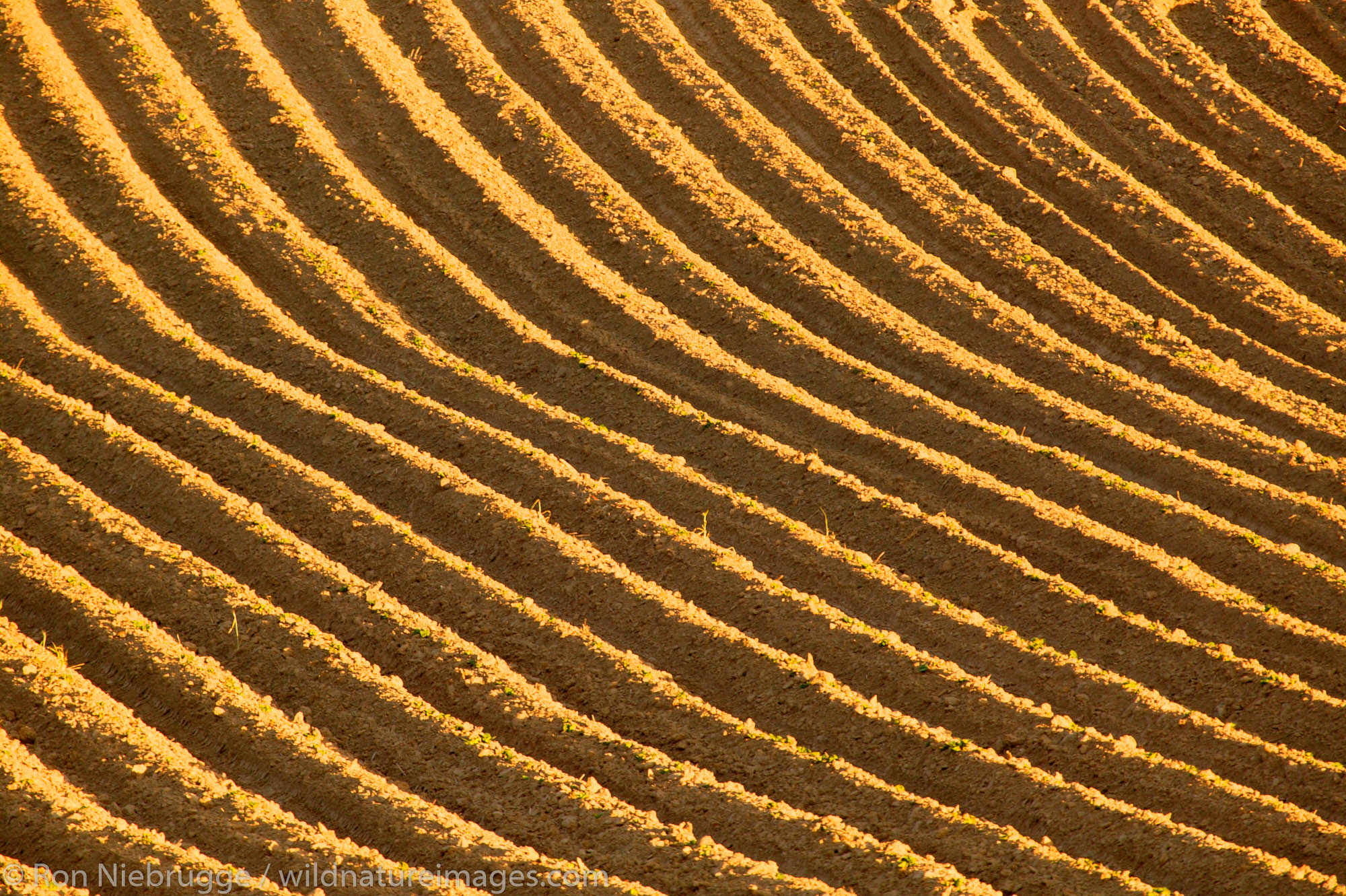 Plowed fields ready for growing near Grand Coulee, Washington.